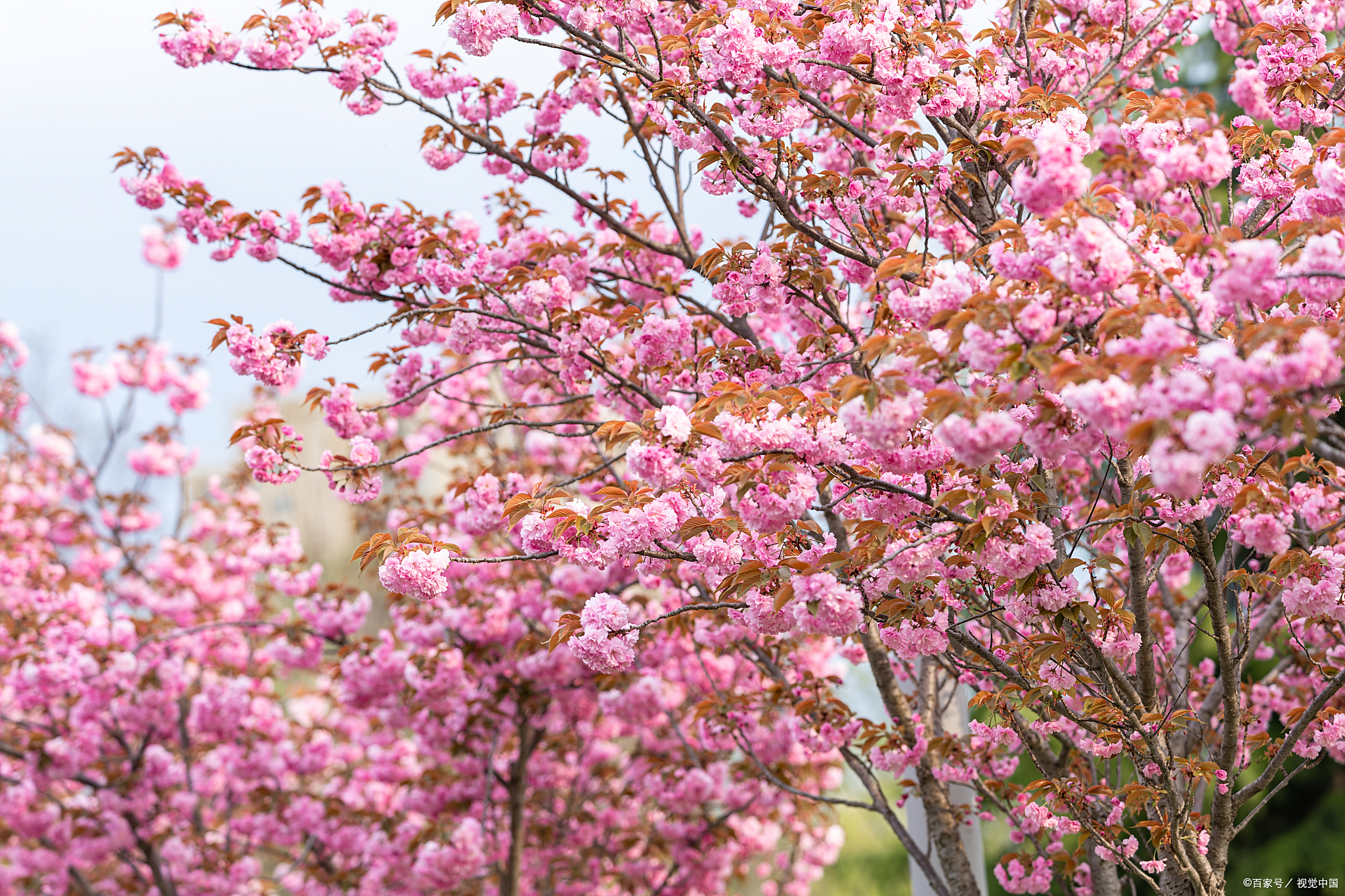 繁花似锦,色彩斑斓,绚烂夺目.市民驻足欣赏,感受春天的气息.