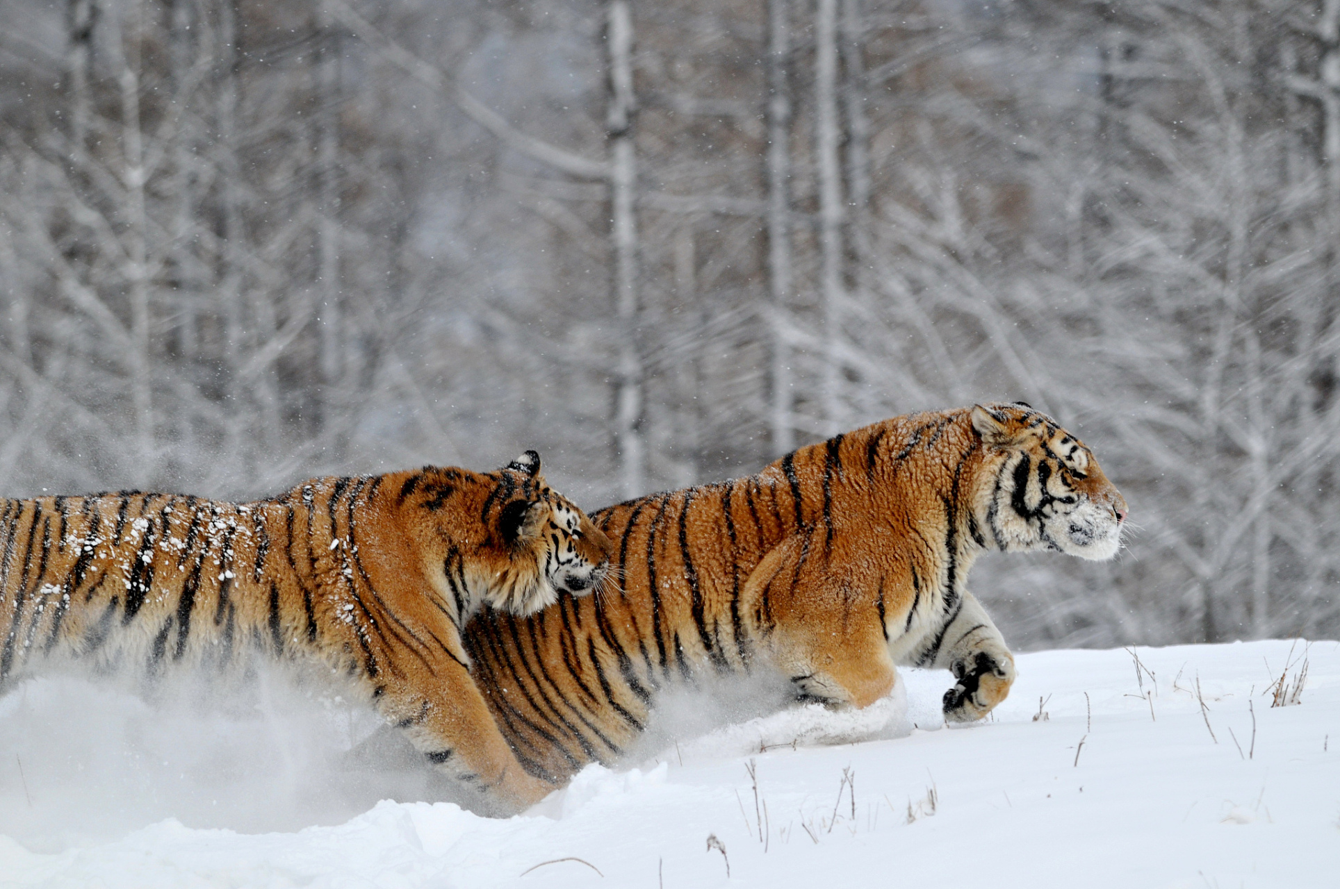 两只成年的东北虎在园中激烈的打斗中不幸身亡,近日,吉林省长春市的