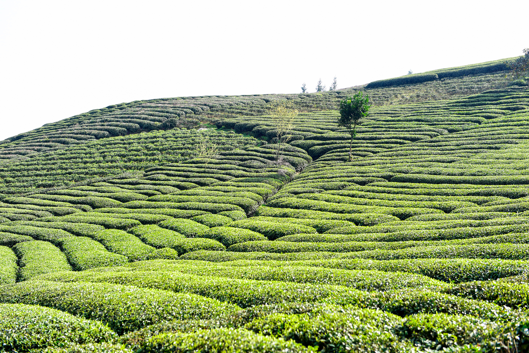 龙井茶园:品味正宗的中国绿茶