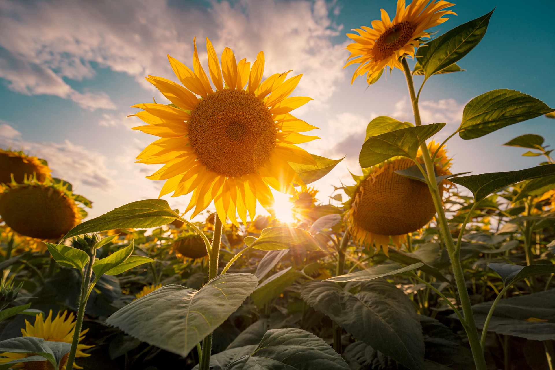 夏日的阳光温暖 宛如一双温柔的手掌拥抱着大地  清晨的微风轻拂 让我