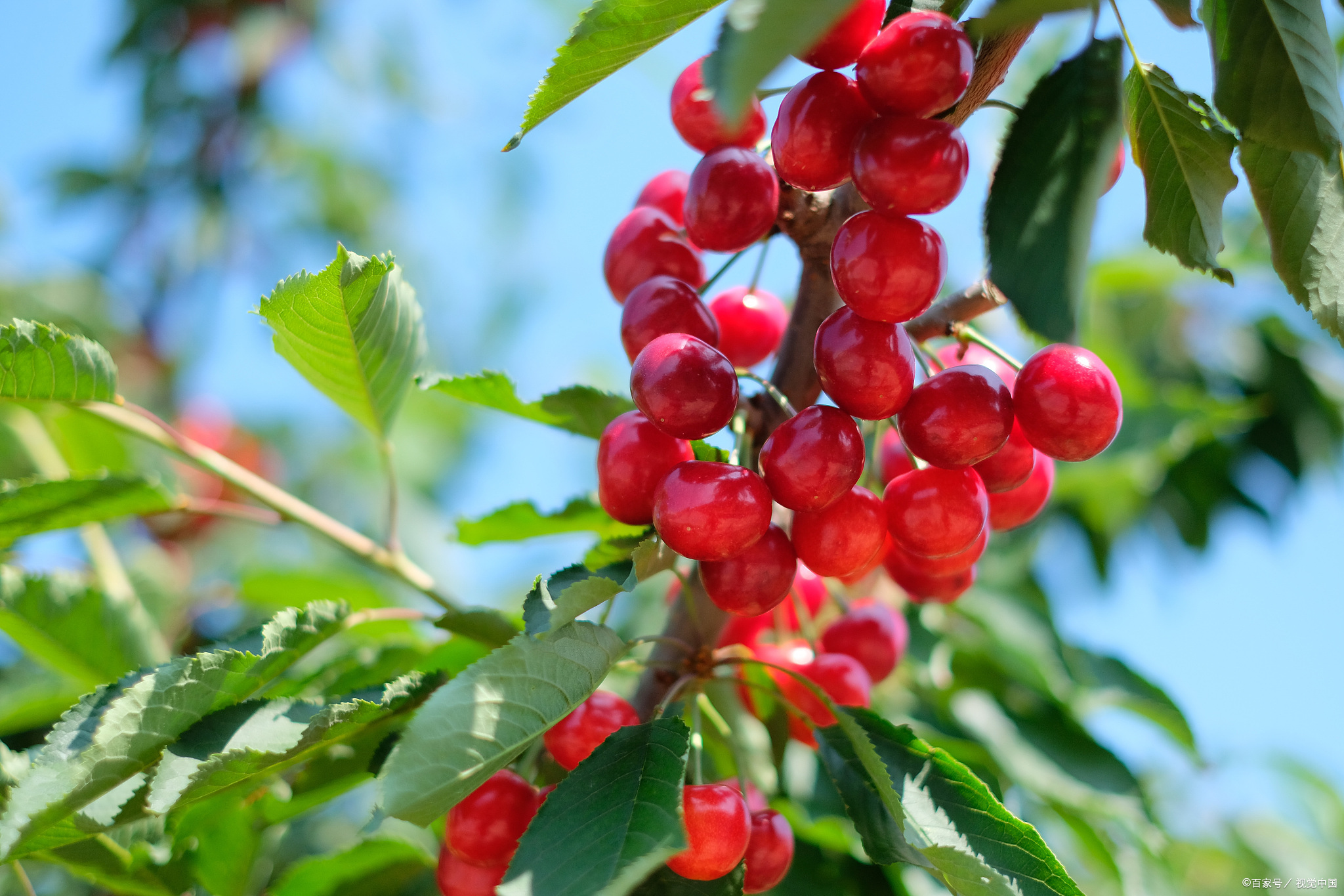 30首立夏古诗词夏木成荫红摘樱桃青拈梅子迎接清爽初夏