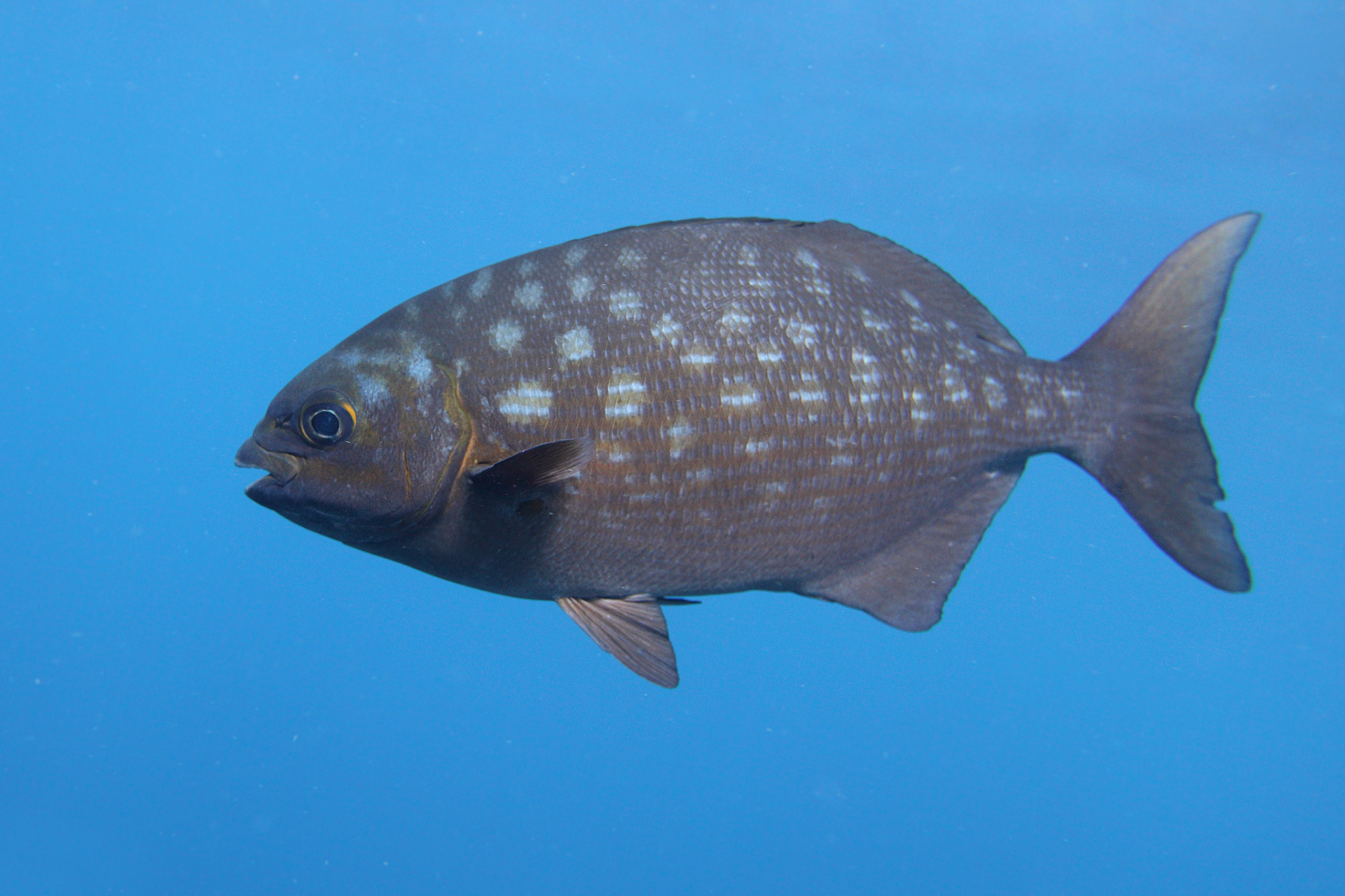 养殖时需控制数量,避免过度拥挤和资源争夺.黑桃a鱼是一种温和,不