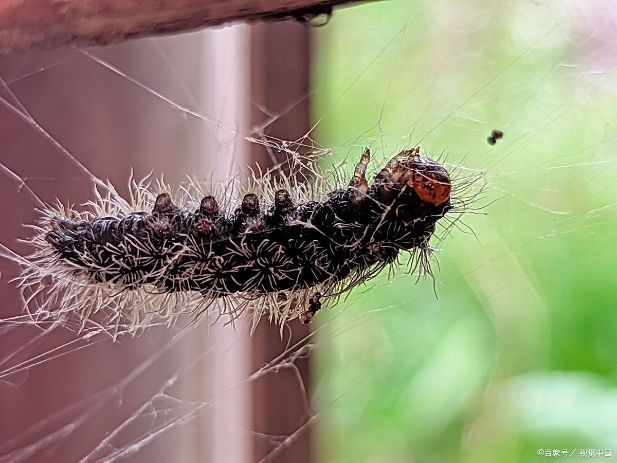 记住,每一次成长都是灵魂的洗礼,每一次担当都是心灵的升华