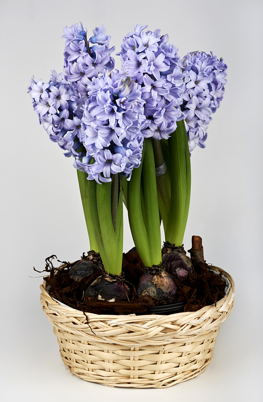 如何养护好盆栽风信子  盆栽爱好者们,你们知道怎么养护风信子吗?