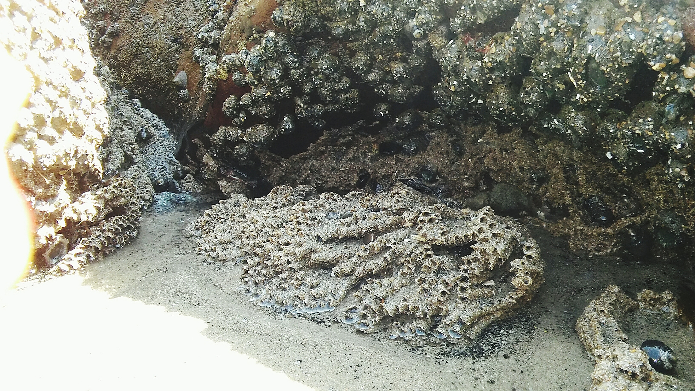 藤壶是小型节肢动物,通常附着在坚硬的表面上,例如岩石,船体,甚至海洋