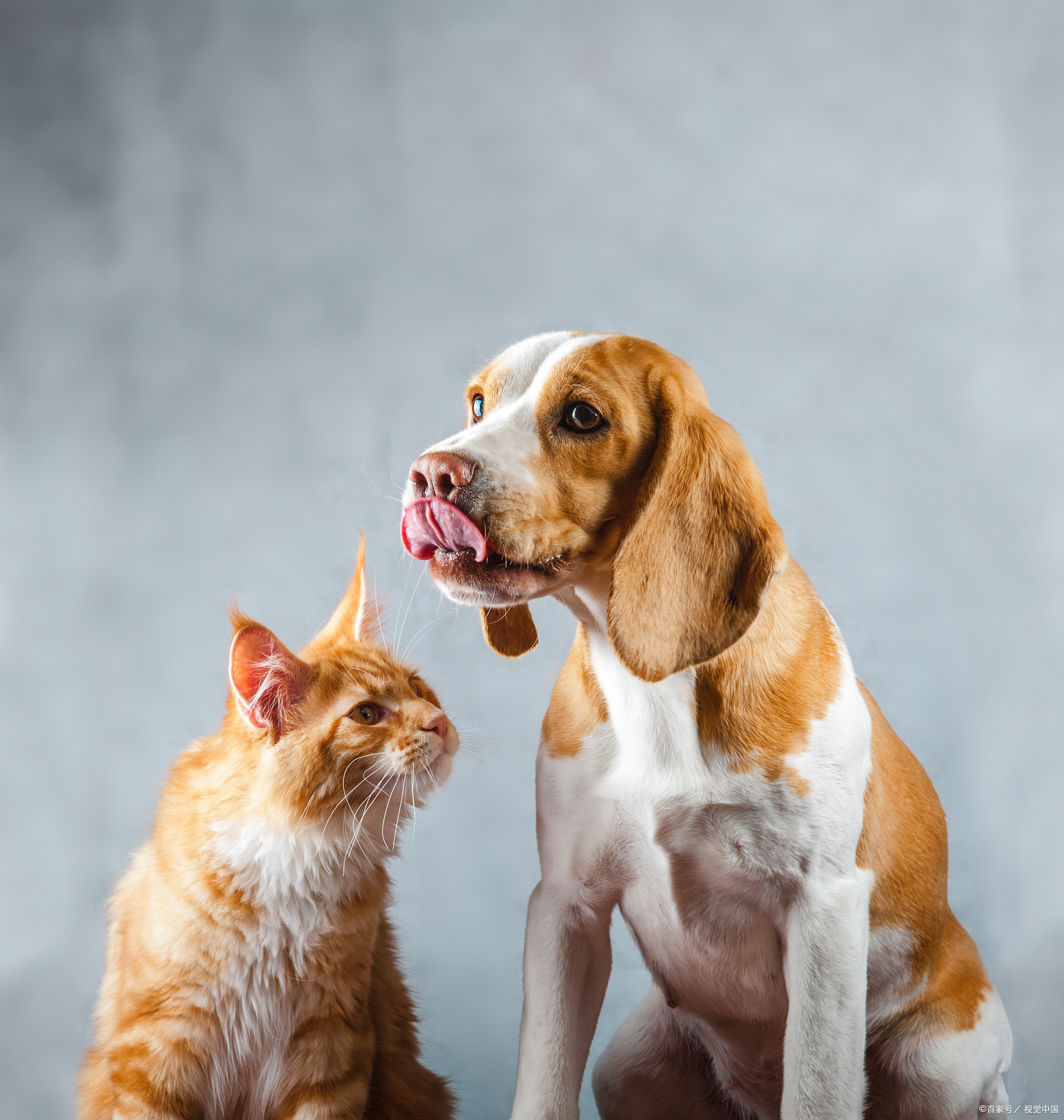 狗和猫能一起养吗?让狗和猫和谐共处你要注意这几点