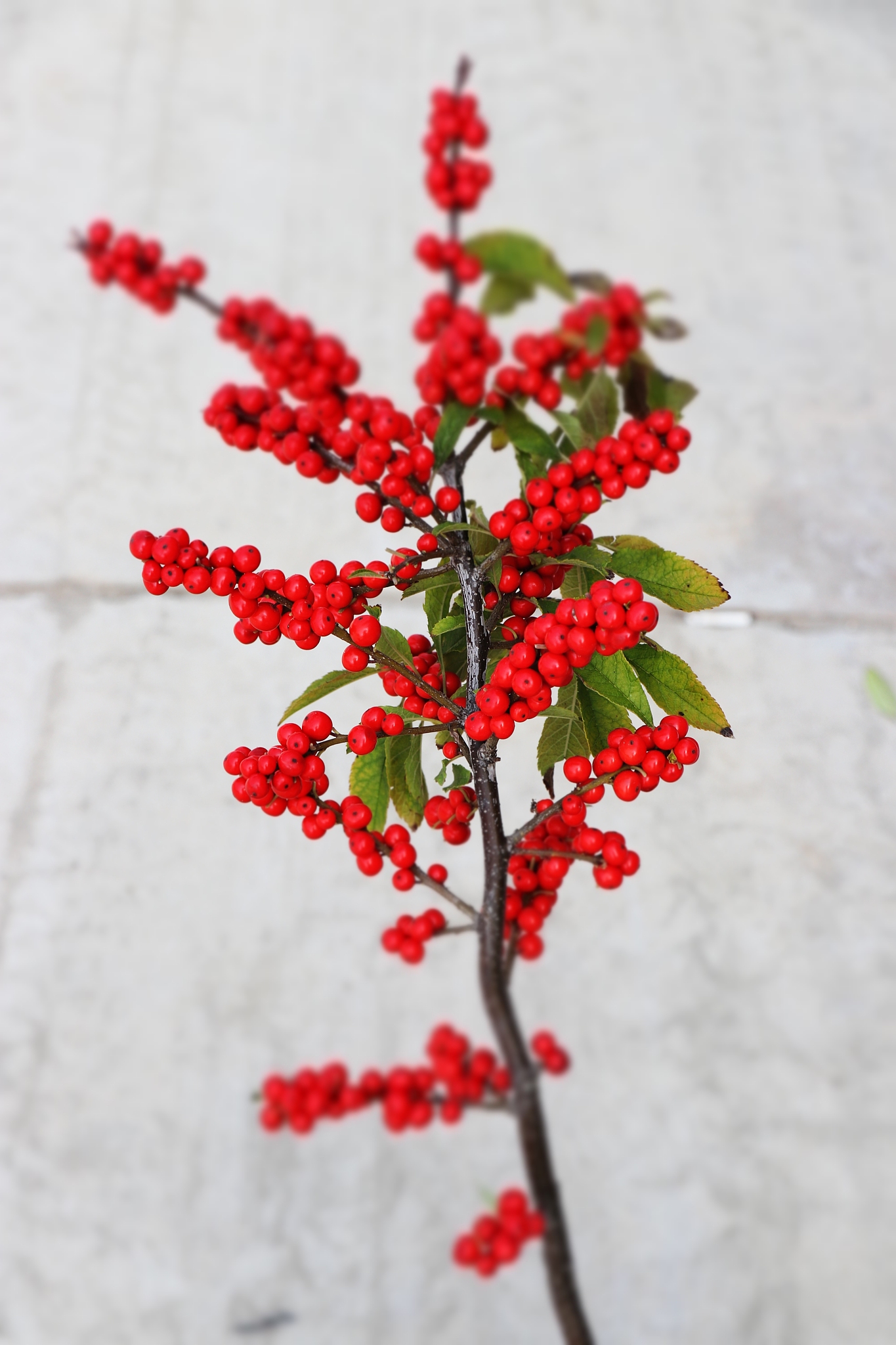 北美冬青,好看好养又耐寒,冬天红果挂满树,200天不落!