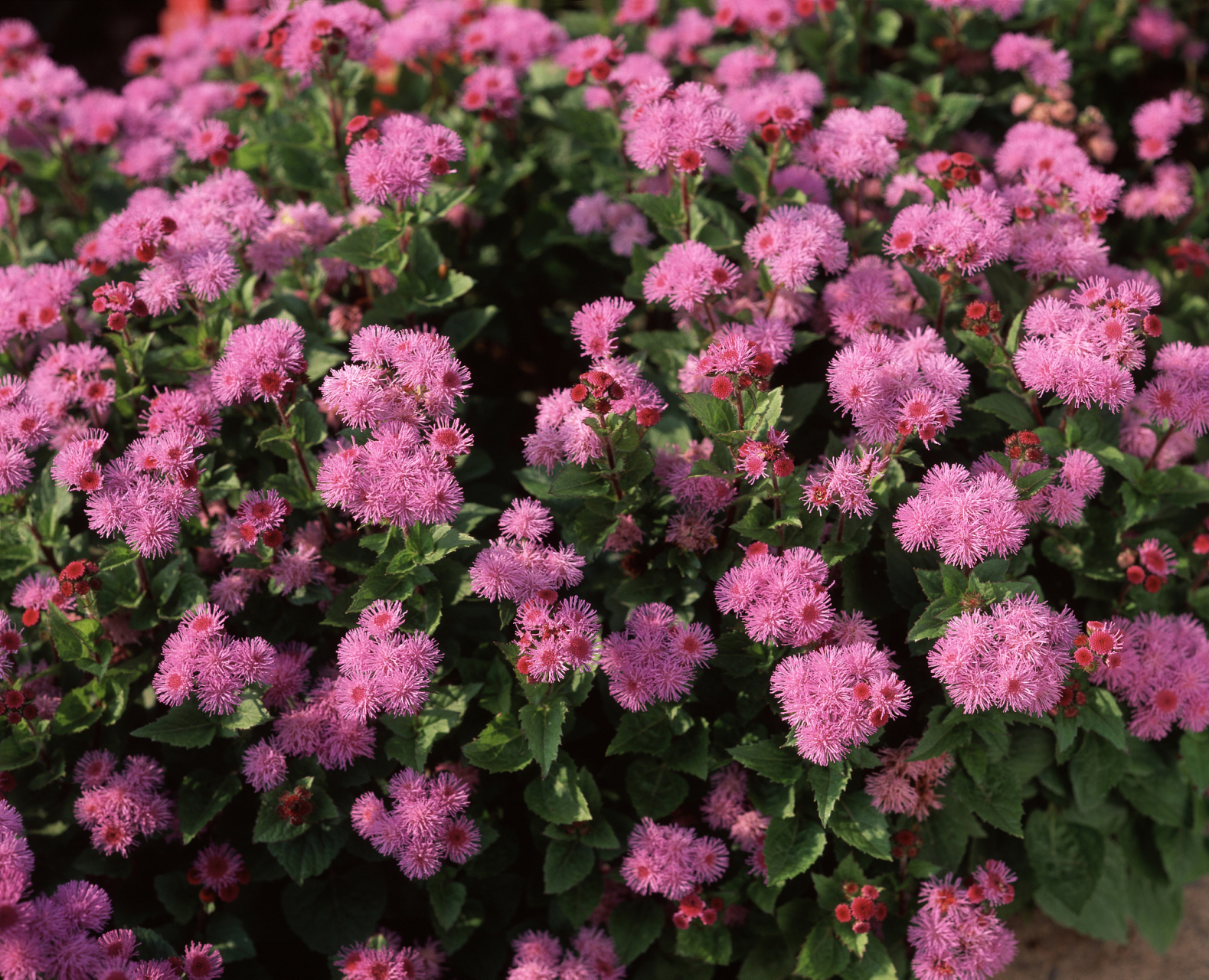 姬小菊为菊科雁河菊属多年生草本植物,花市上主要贩售的品种为蓝紫色