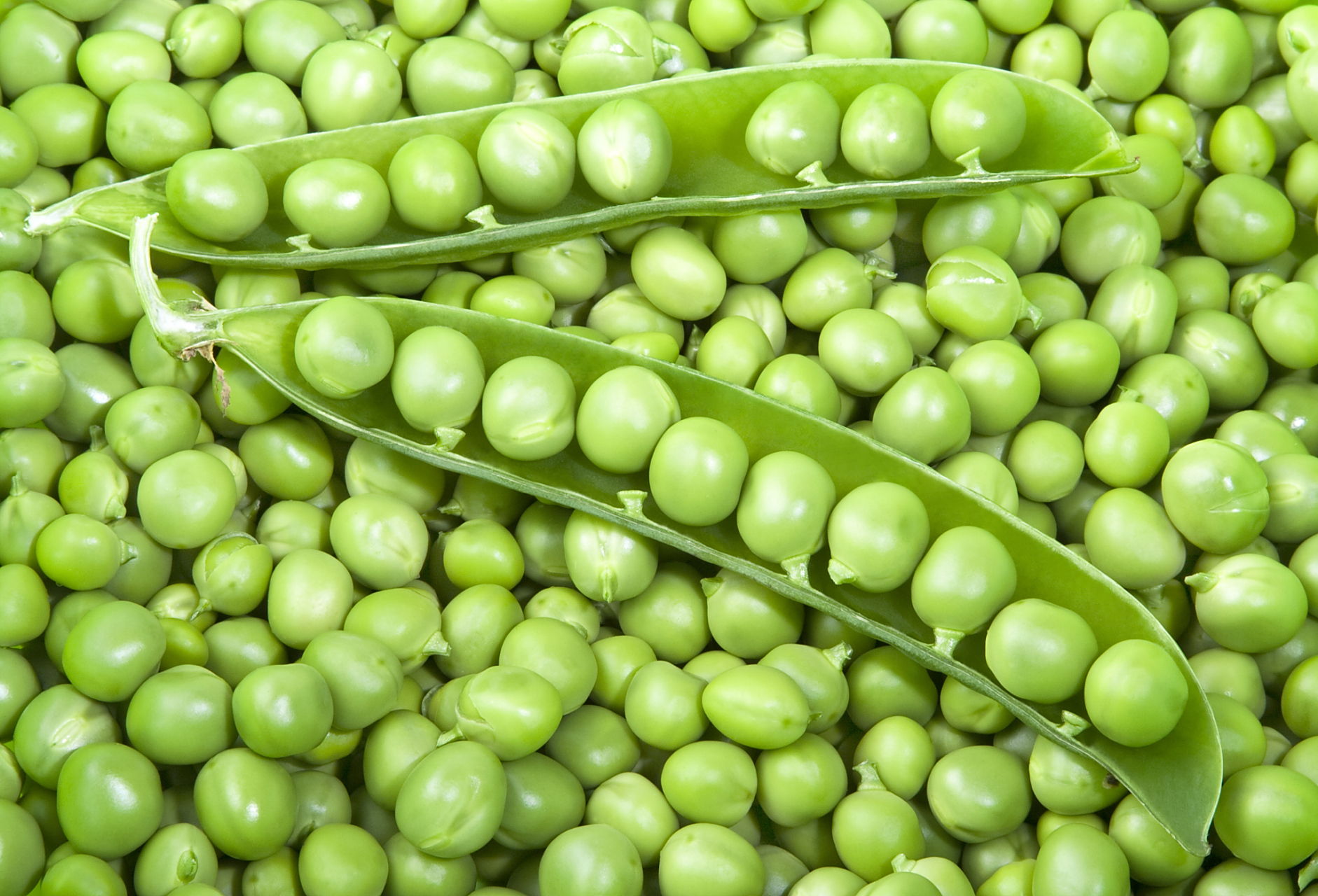 具体分析如下: 1,延缓衰老:小圆豆含有丰富的抗氧化物质和多种维生素