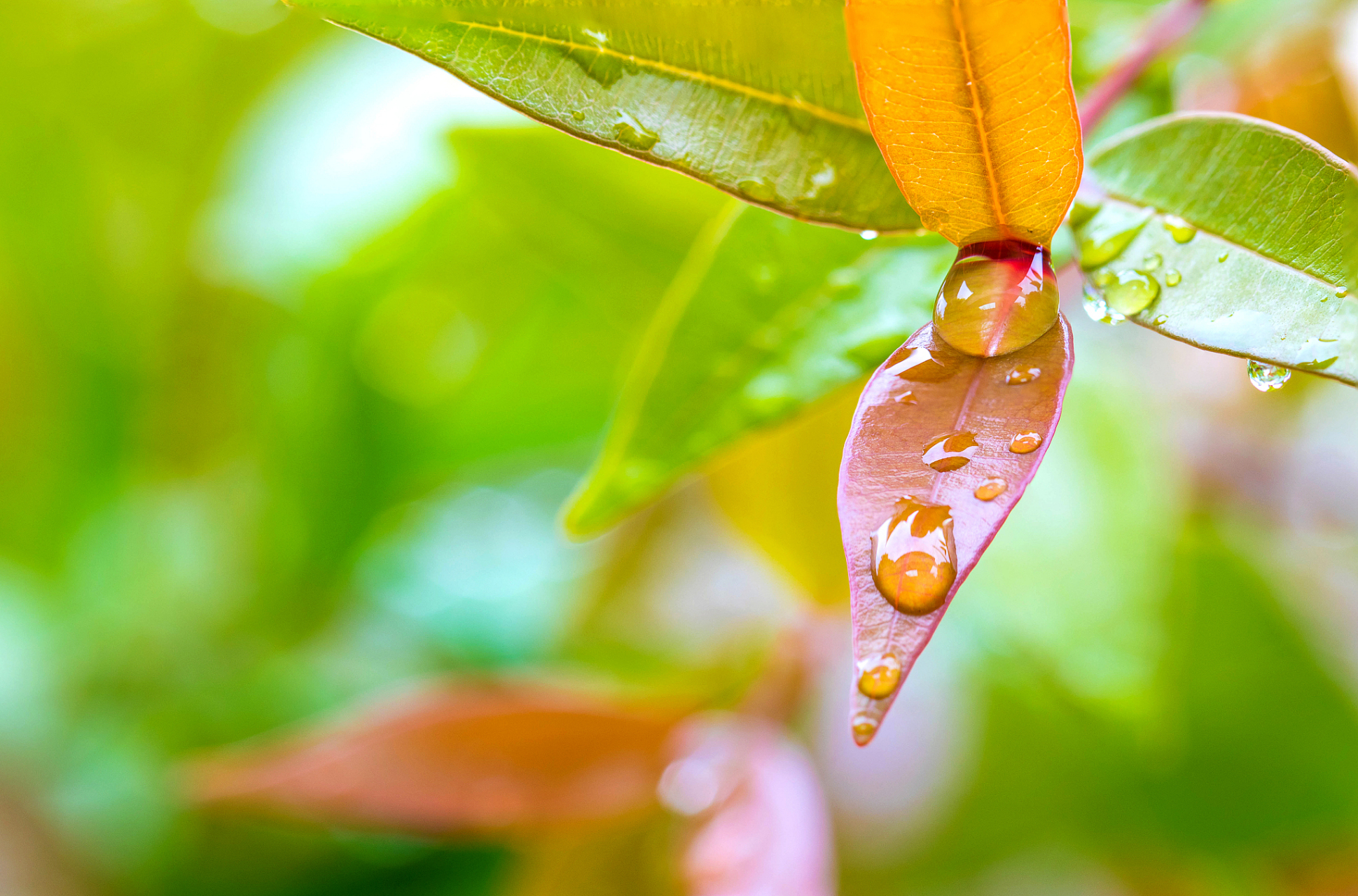 雨后的夏天是清爽的,清新的,一场大雨急驶而过,它消去了炎热,除去了酷