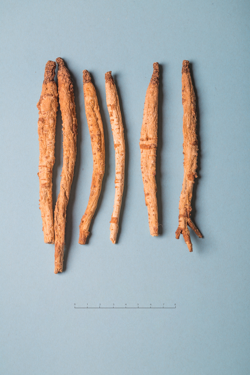 北沙参的功效和作用  1,抗感染止喘 北沙参当药之后能退热止疼,并且它