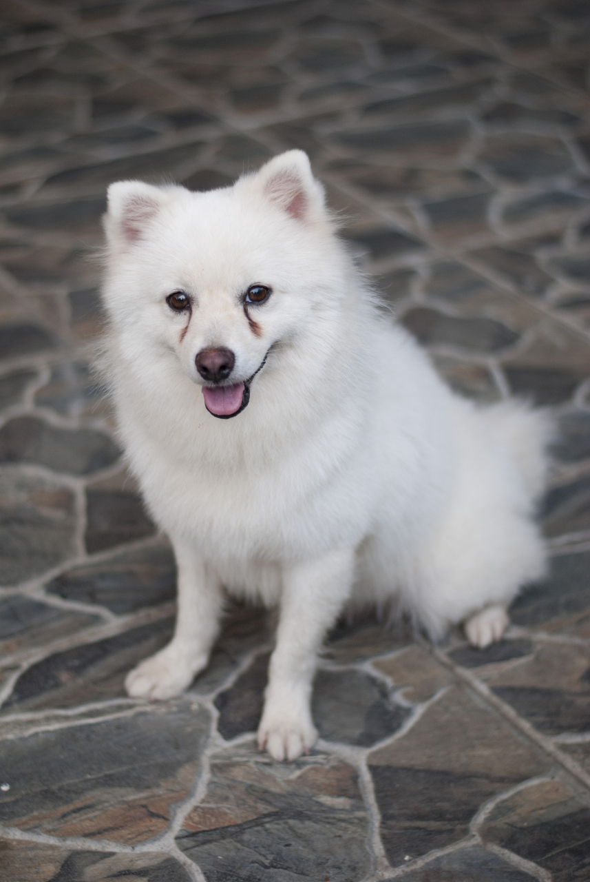 秋日生活创作季# 银狐犬是一种源自日本的犬种,以其敏锐,聪明和忠诚