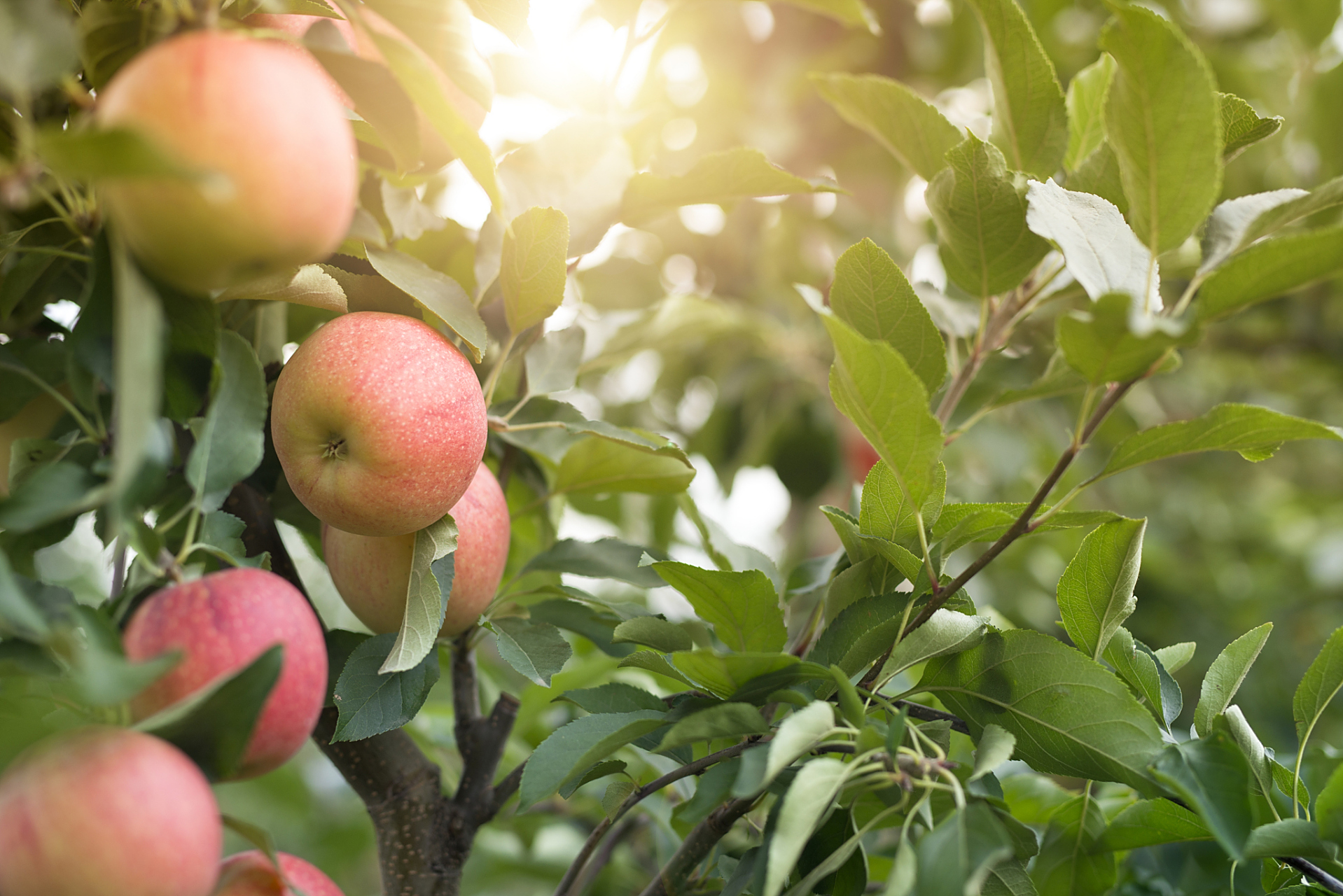 我眼中的秋天,是一幅金黄色的画卷,是苹果丰收,硕果累累,满园飘香的