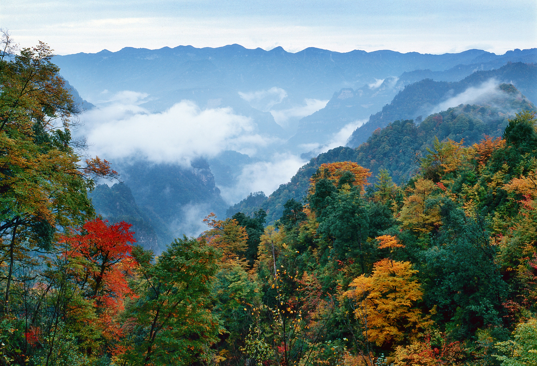 华蓥山位于四川省和重庆市的交界处,是一座美丽的山脉,它的秋韵更是