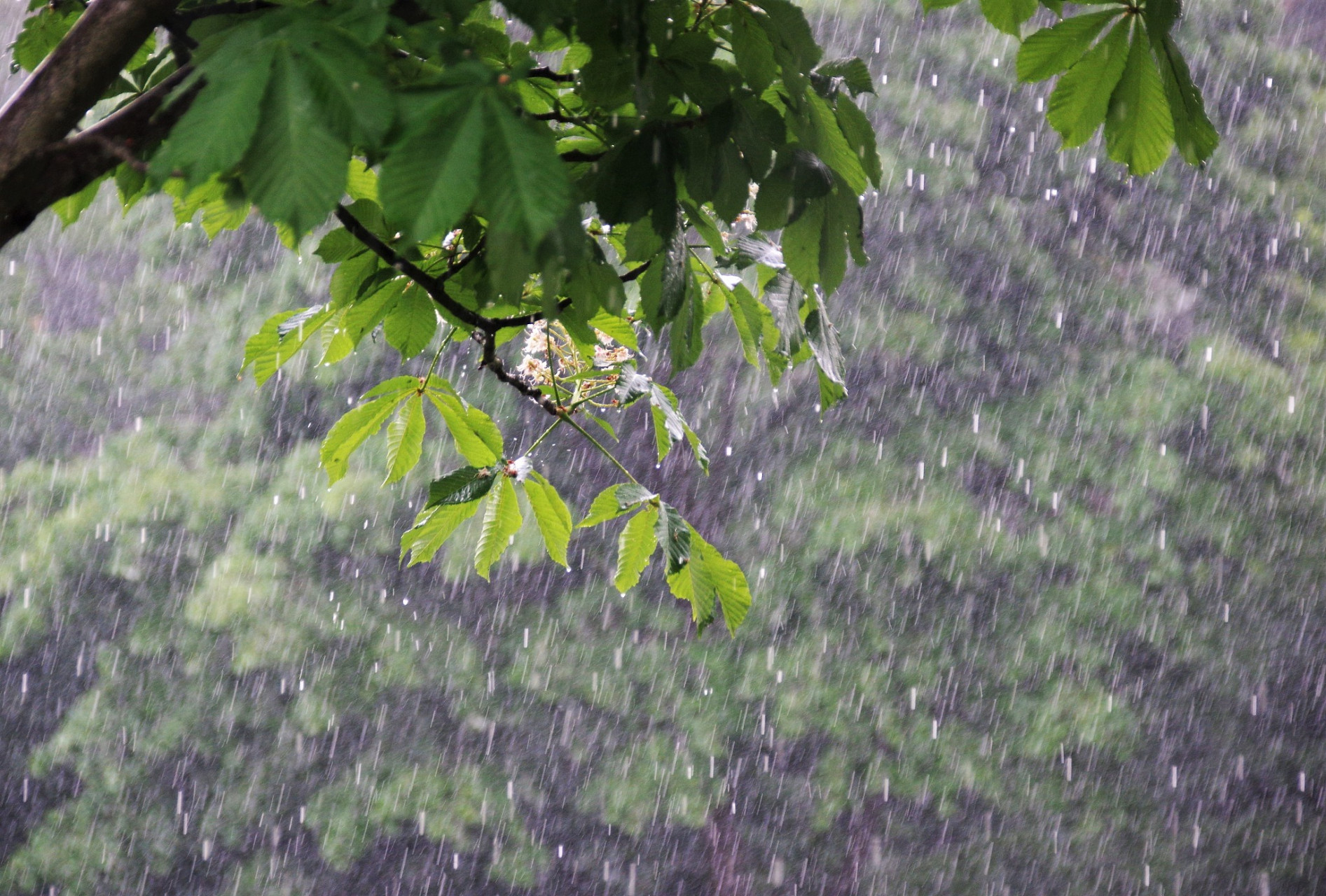 春天的雨,总是那么温柔.