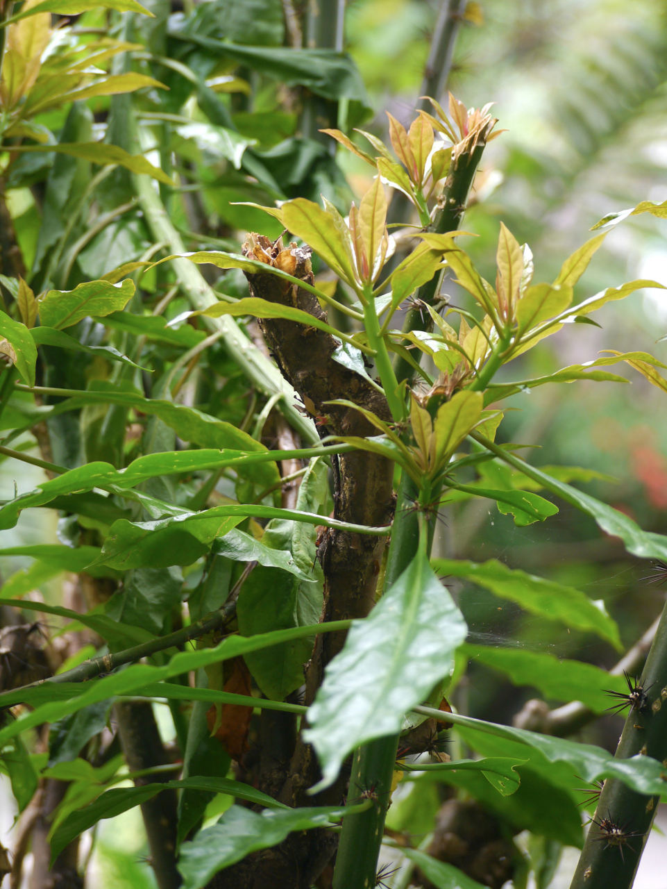 山茶油树寄生药用功效图片