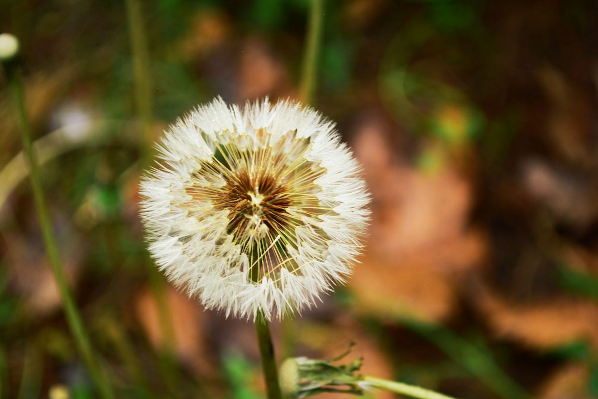蒲公英是一种常见的野生植物,它的花朵和叶子都可以用于制作美食和