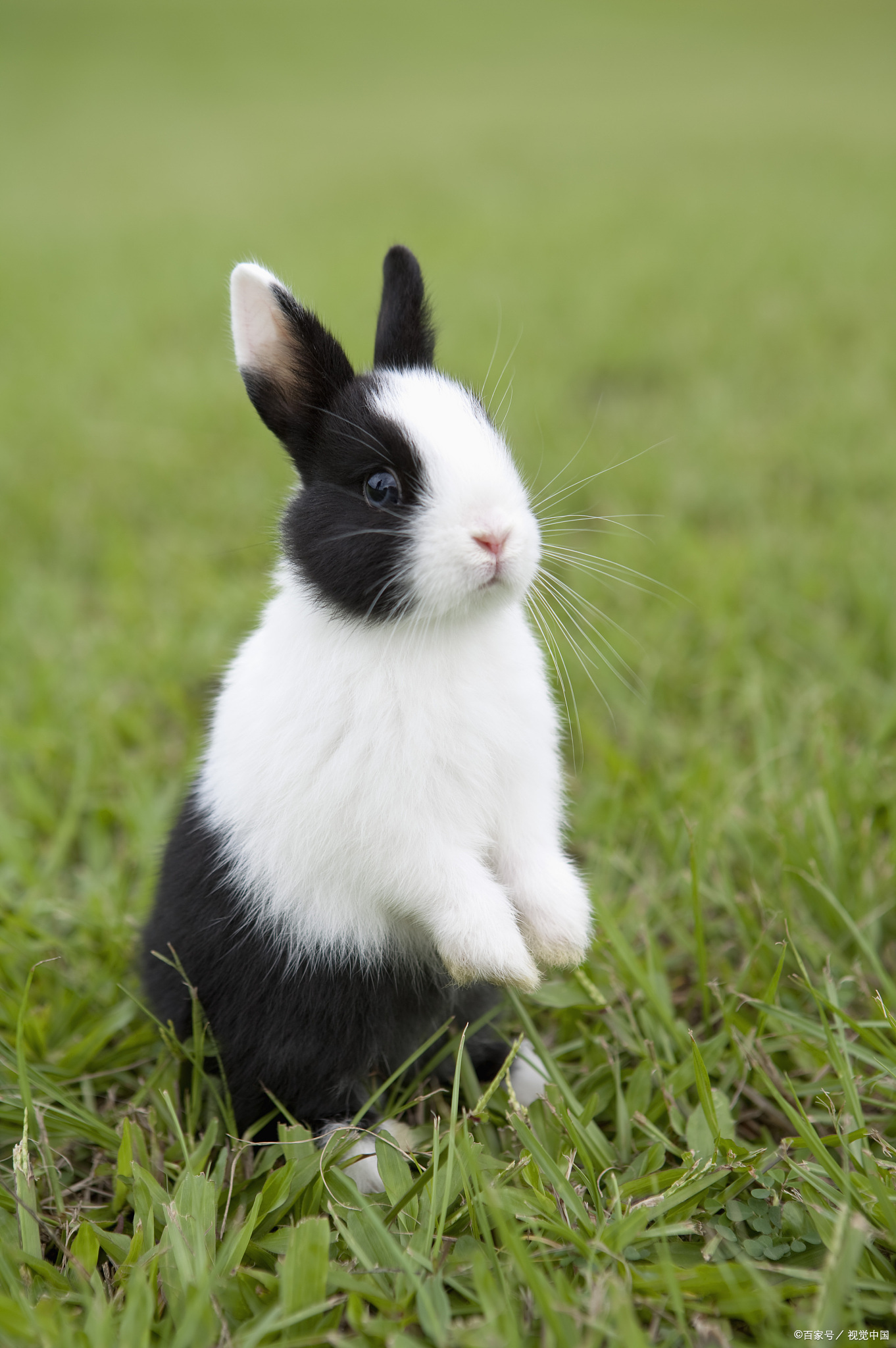 孩子们最喜爱的宠物之兔子