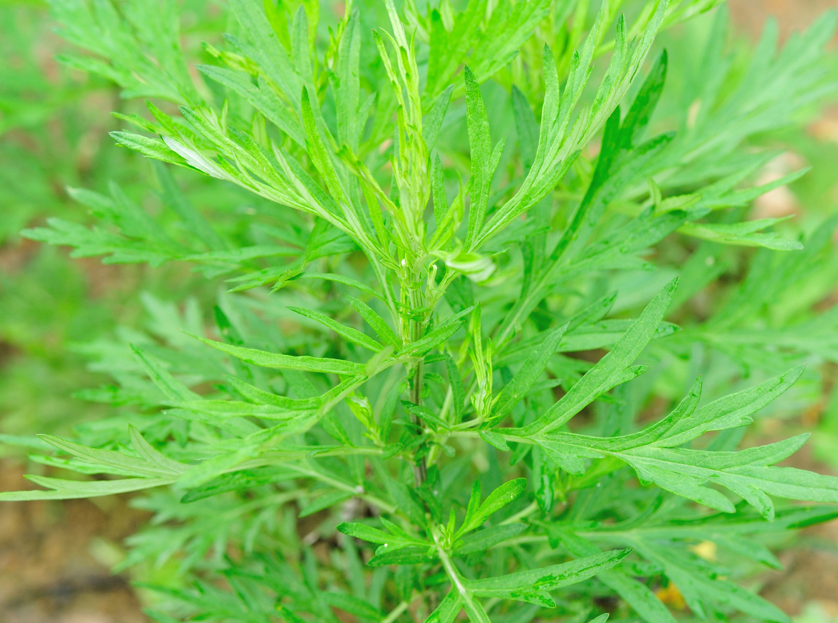 大茴香与小茴香的区别图片