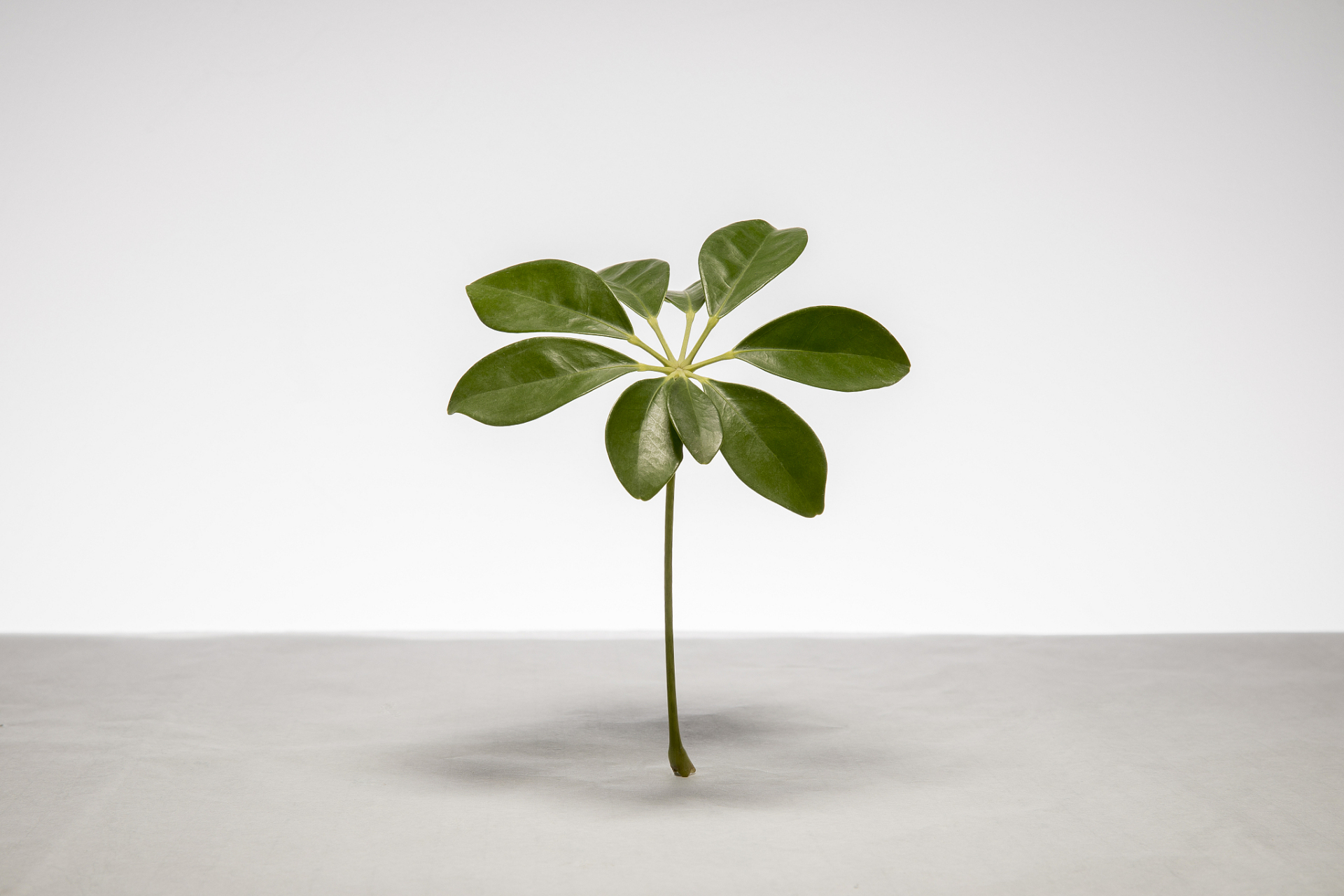 鹅掌柴盆栽养护,问题多?一篇搞懂!