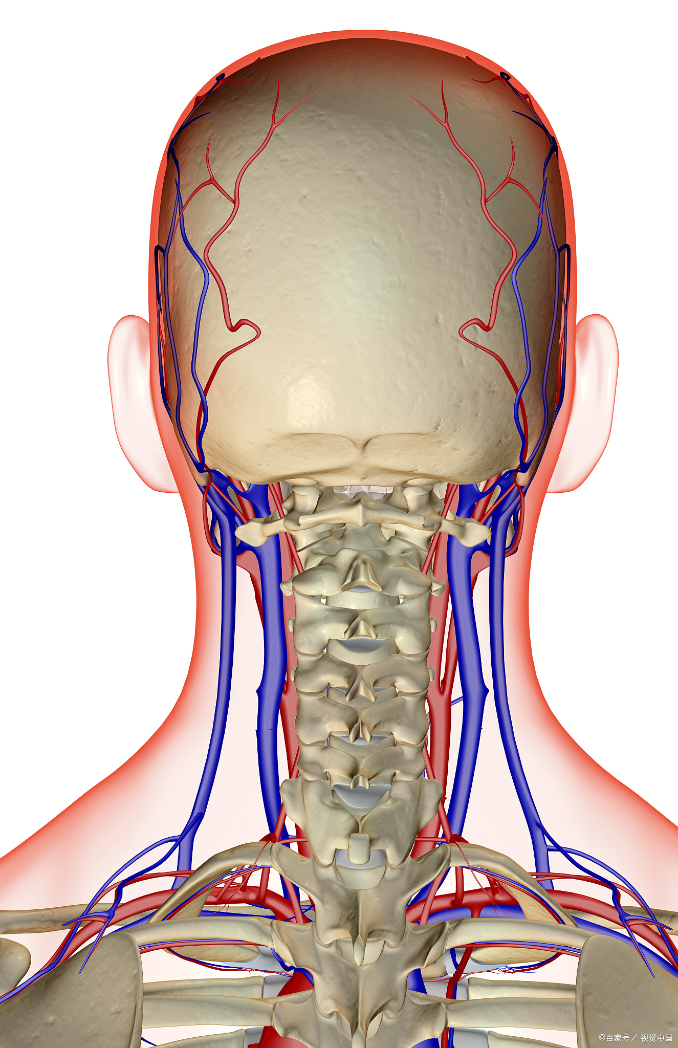 别急,我不是来吓唬大家的,而是作为一个在神经外科摸爬滚延髓的位置
