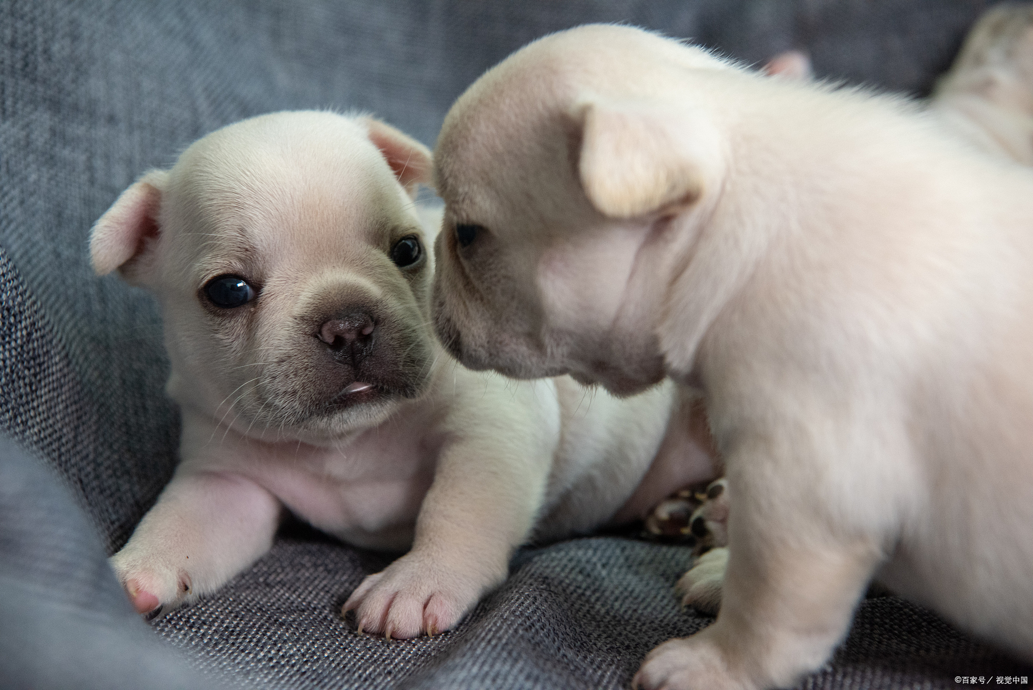 法斗犬幼崽为什么总是叫