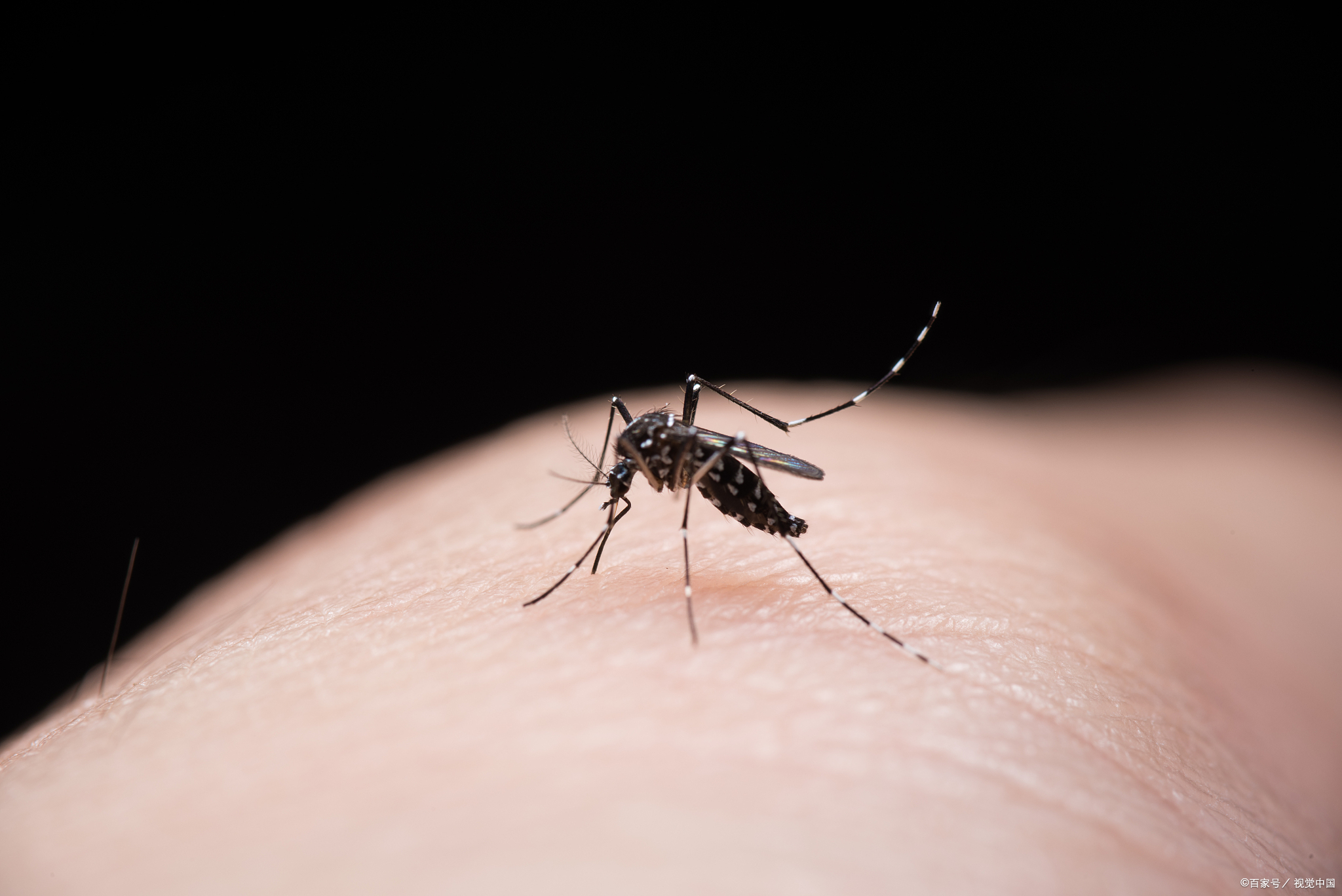 痒痒痒!揭秘四种蚊子:咬人又痒又毒,究竟如何防范?