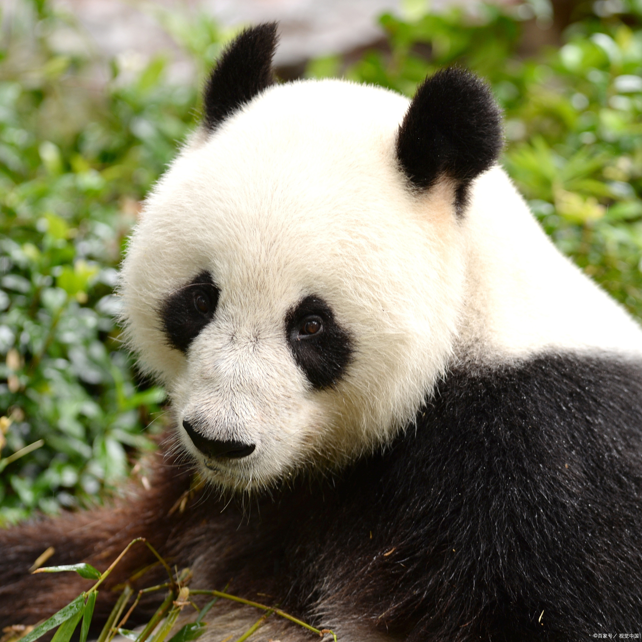 旅美大熊猫"丫丫"即将回国