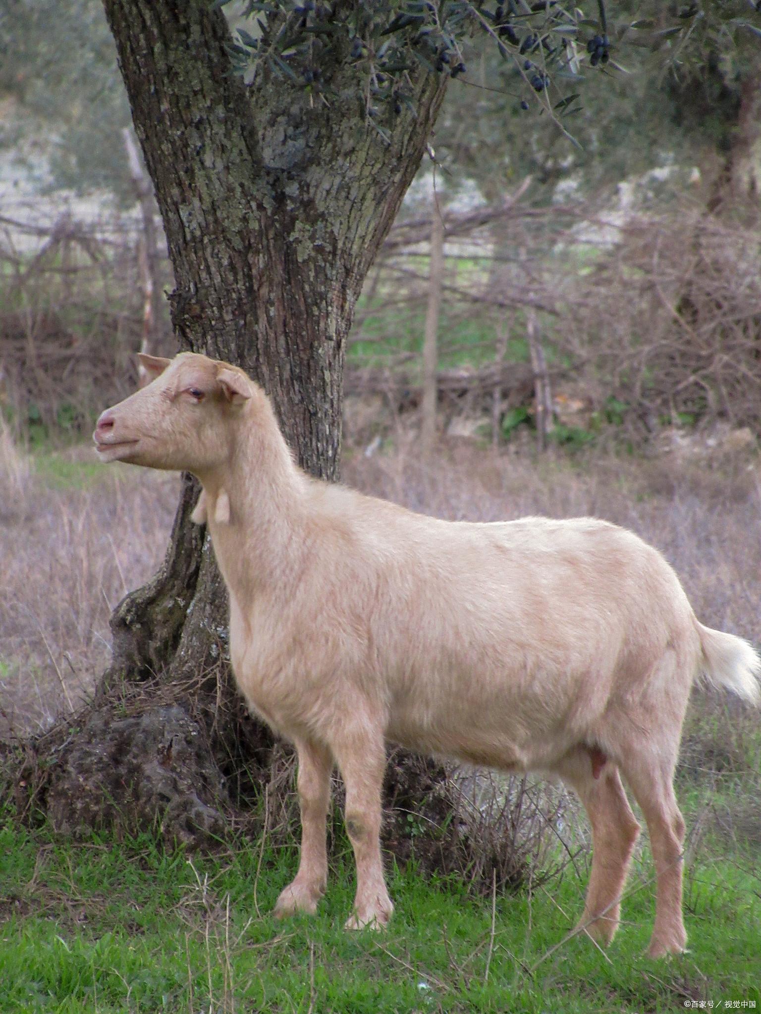 杂交羊几代变纯种?