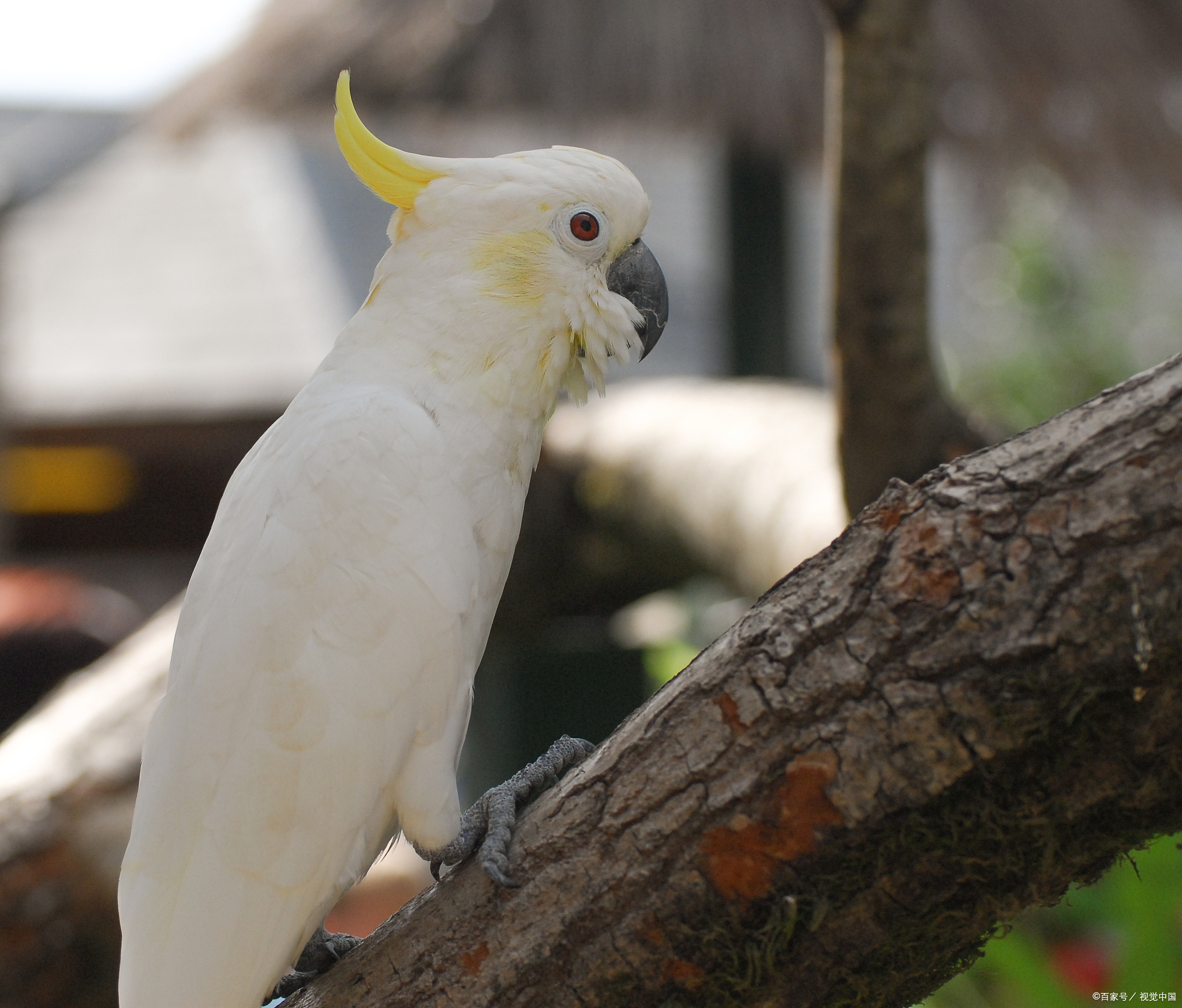 鹦鹉作为宠物鸟类,因其美丽的羽毛,悦耳的嗓音和聪明的头脑而备受喜爱