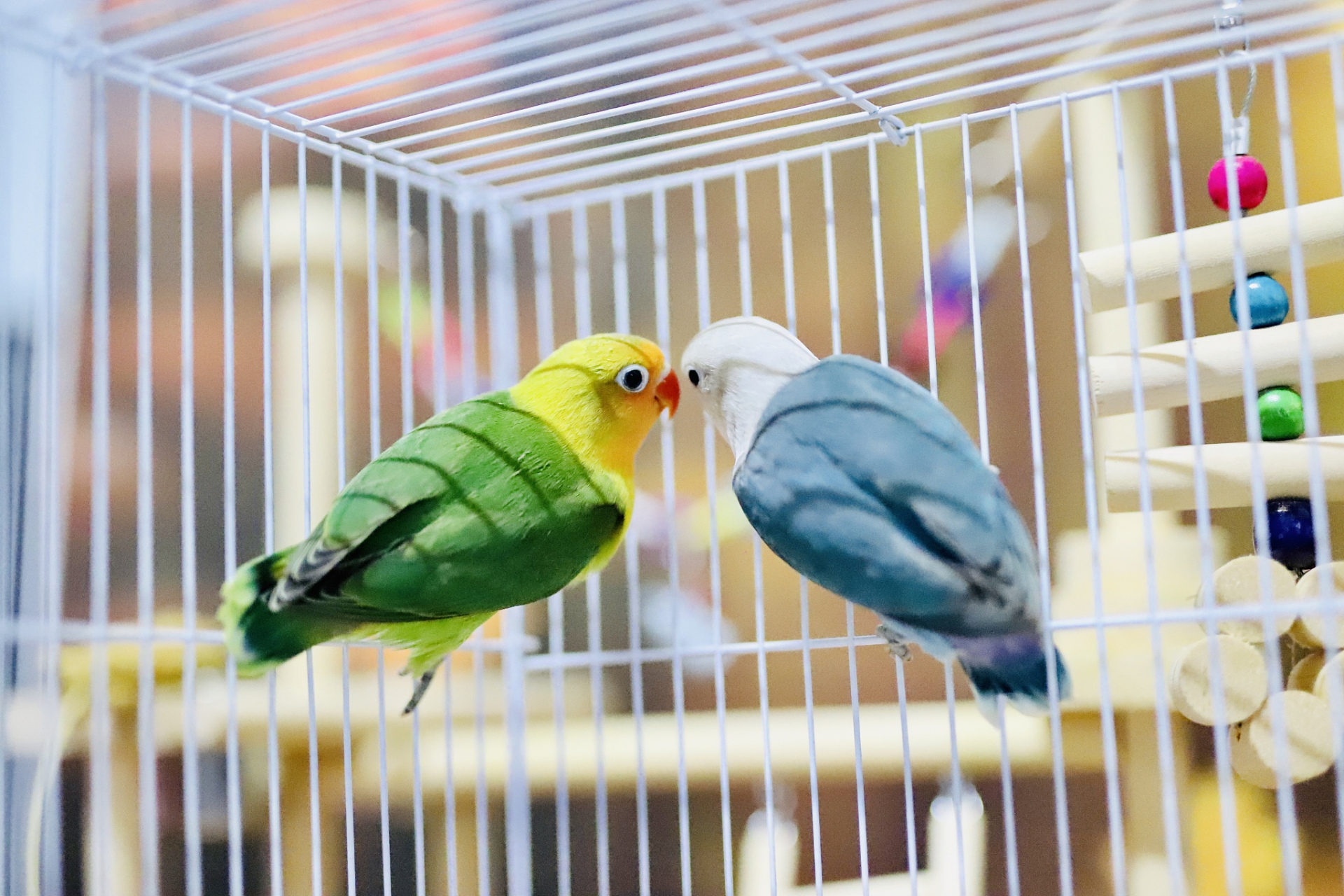 很多人都喜欢饲养牡丹鹦鹉,但是不知道怎么和这个可爱的鹦鹉鸟宠训练