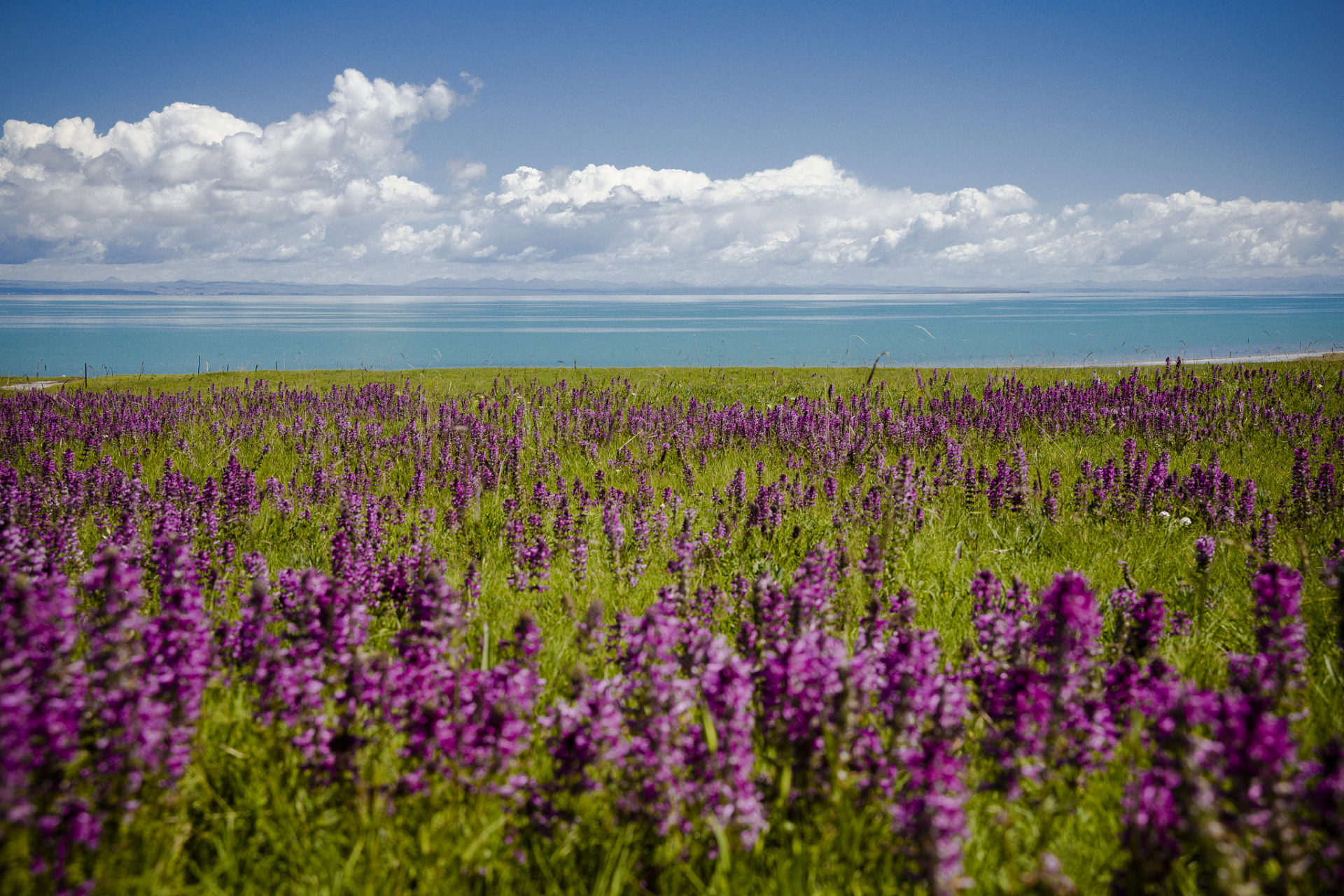 沙漠花海景区,这个充满魔力的地方,正等待着你来探索它的神
