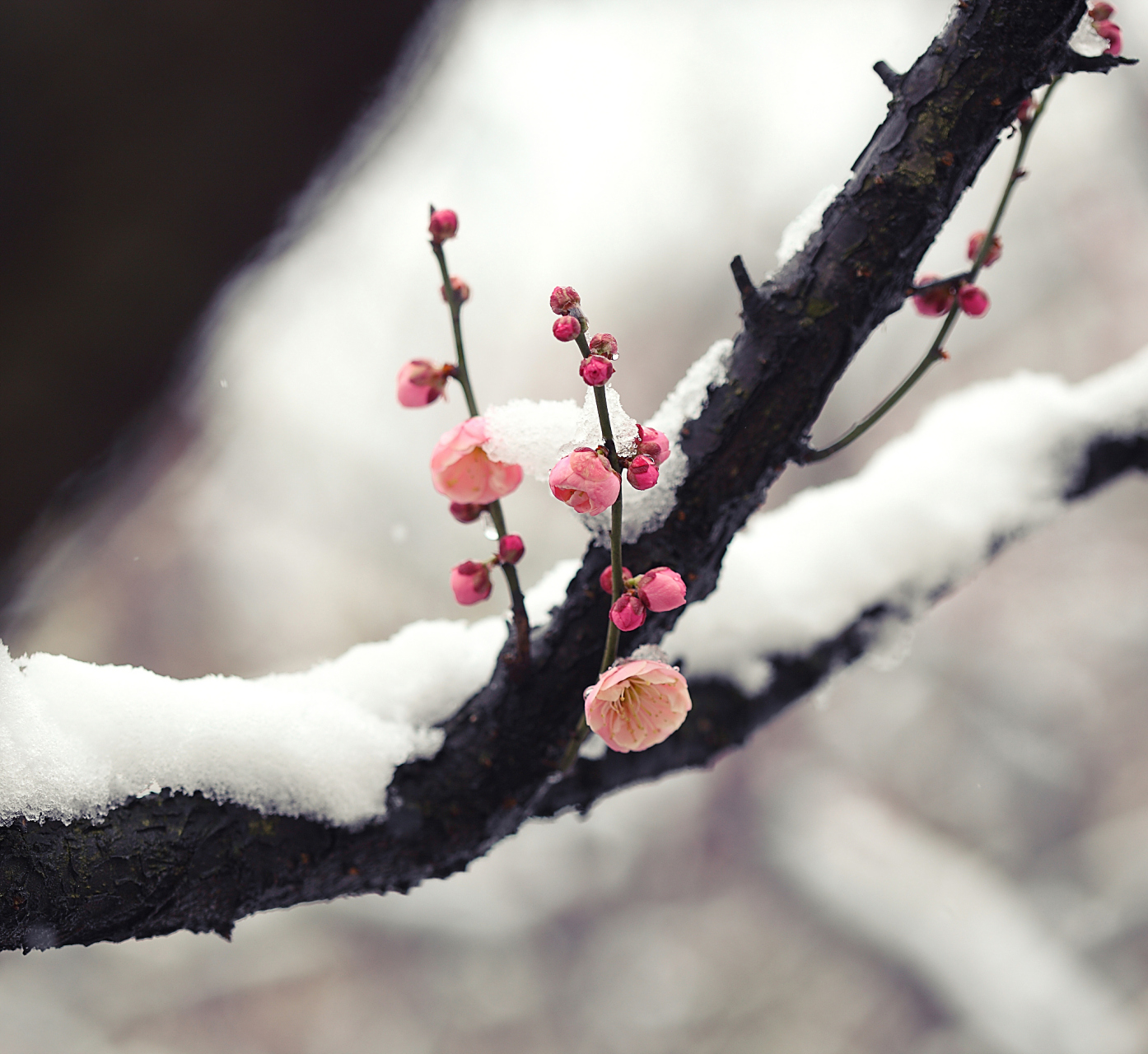 风过,雪花落尽,梅花依旧.
