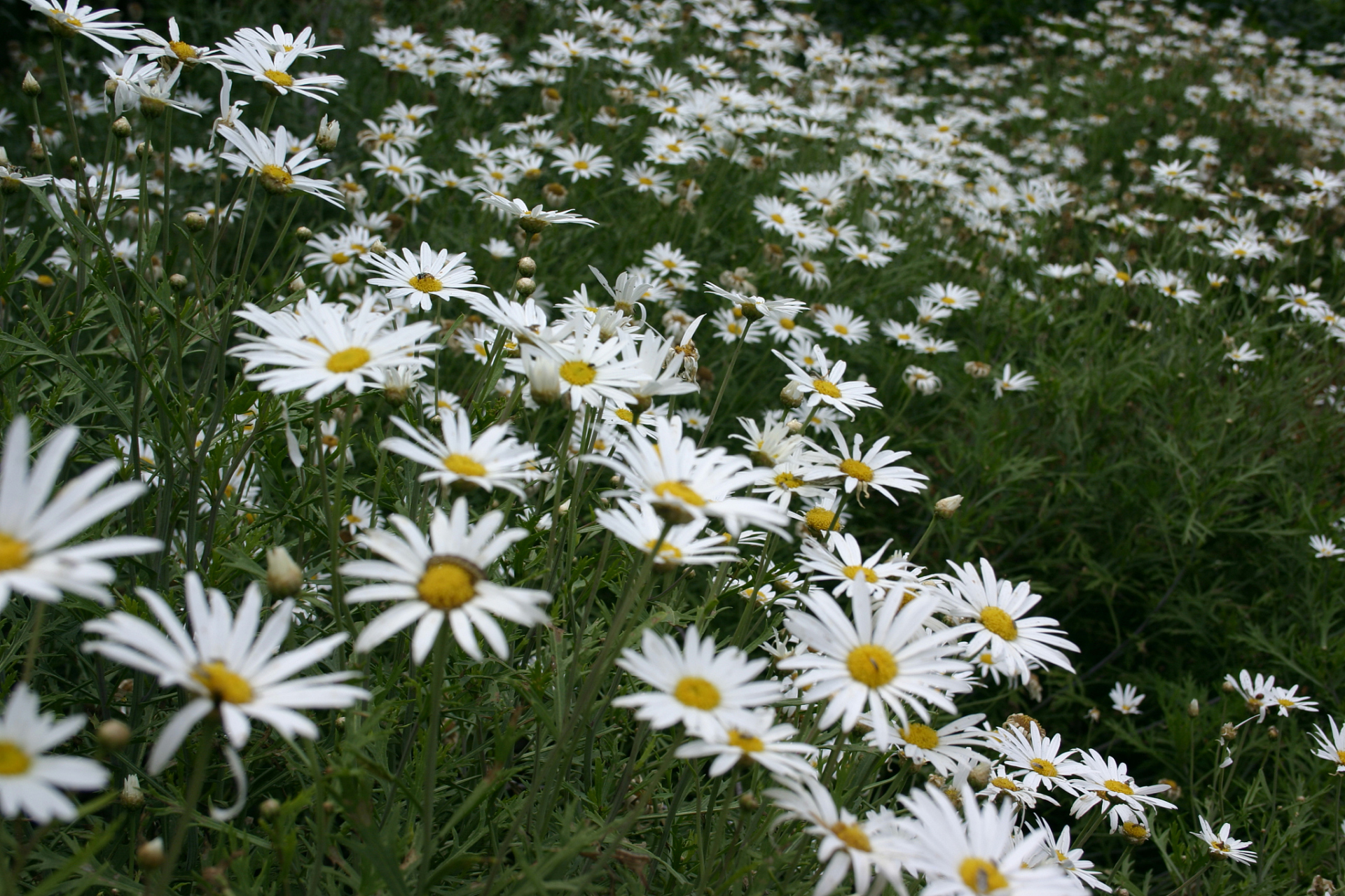 白晶菊又名小白菊,是菊科二年生草本花卉,为一,二年生草本花卉.