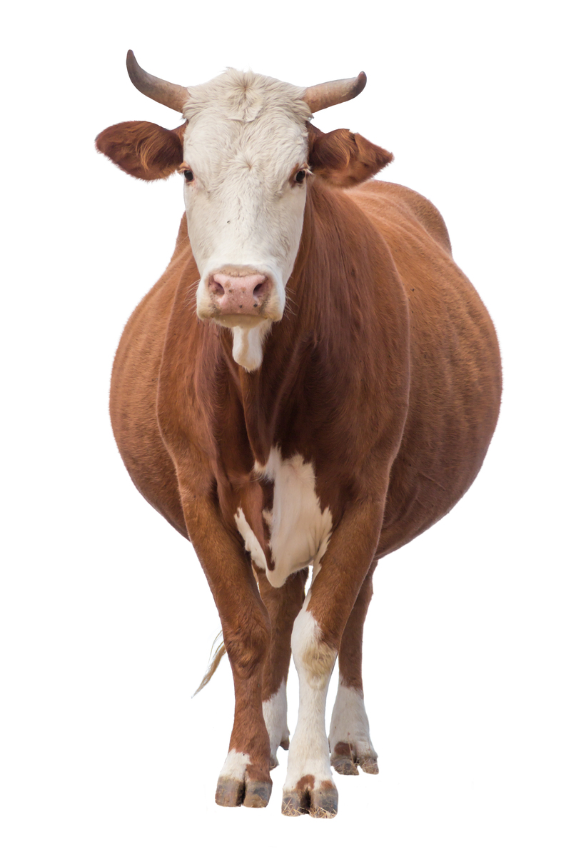 事实上丑牛被视作务实稳健的代表善用机智探寻成功之道属牛者不仅