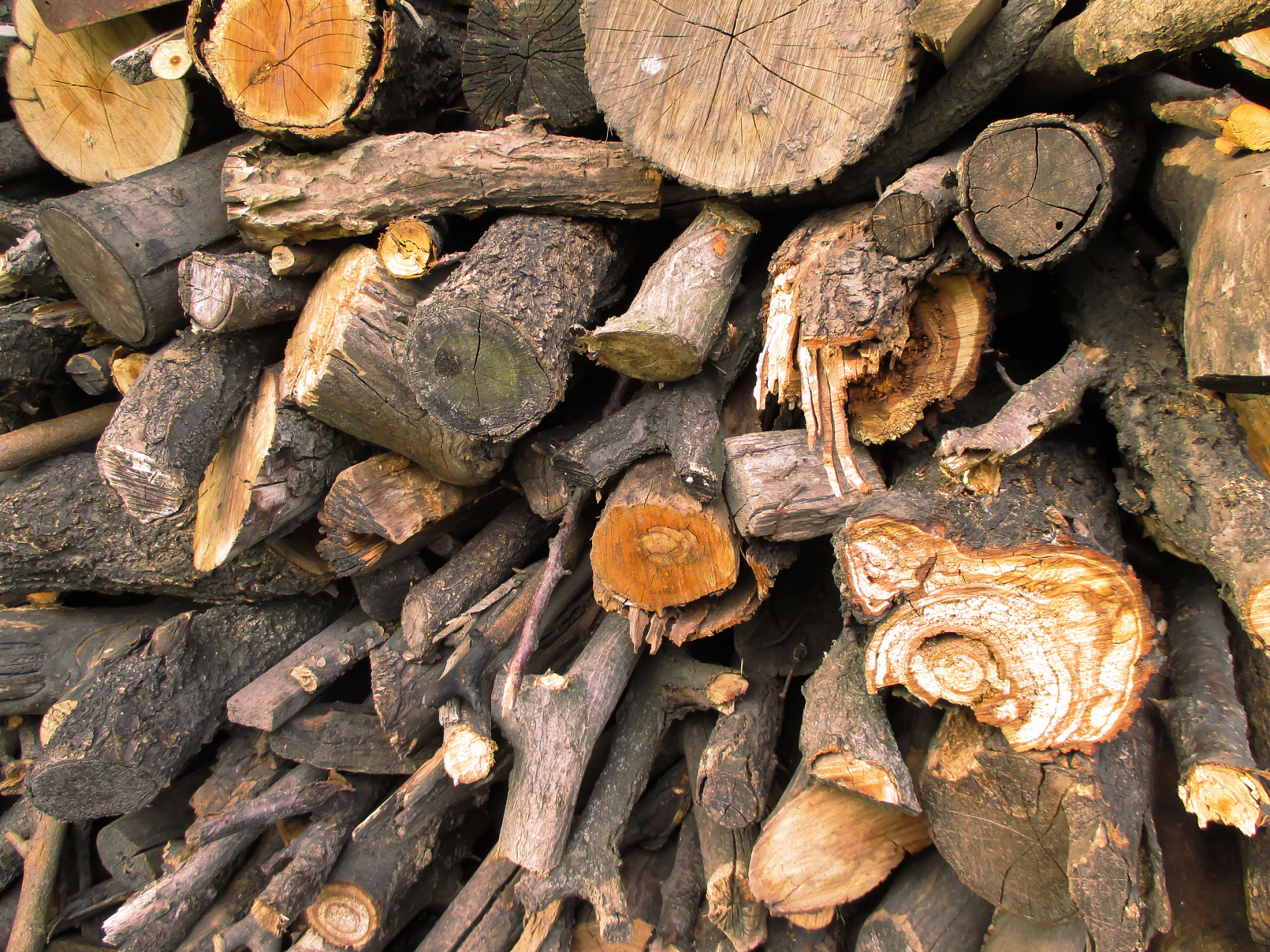 中药黄柏擅治痛风,痛风性关节炎,血尿酸增高,痛风石【仅供参考】