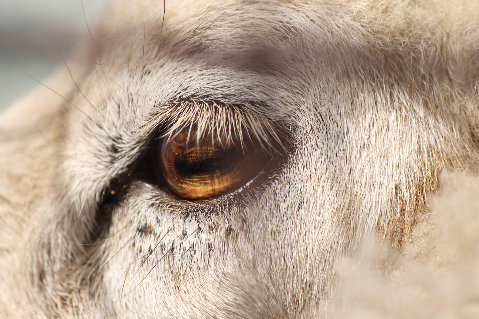 羊的瞳孔:草原上的"长方形"之谜 9198  羊的瞳孔居然是长方形的!