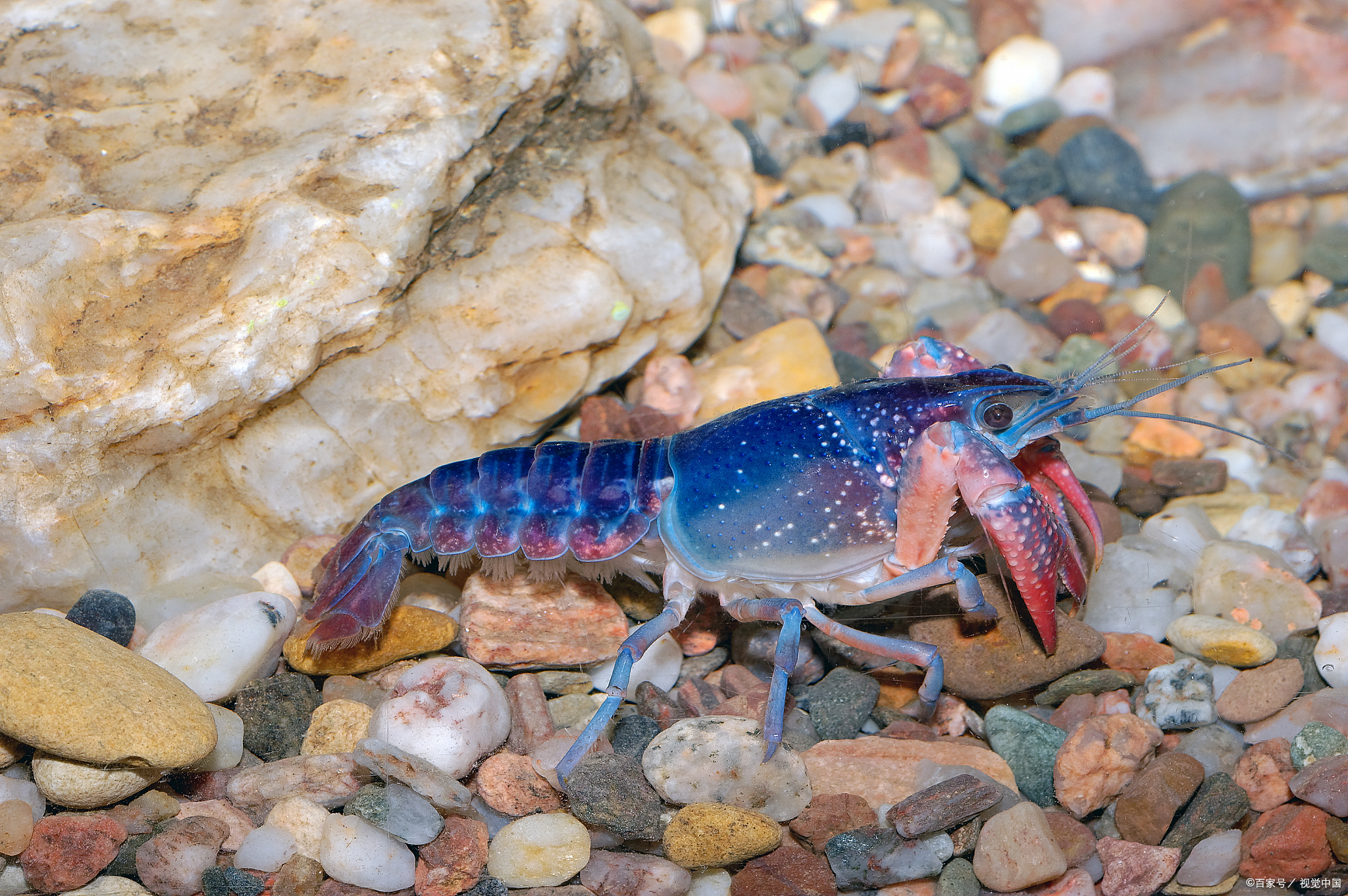 天空蓝魔虾不能混养!