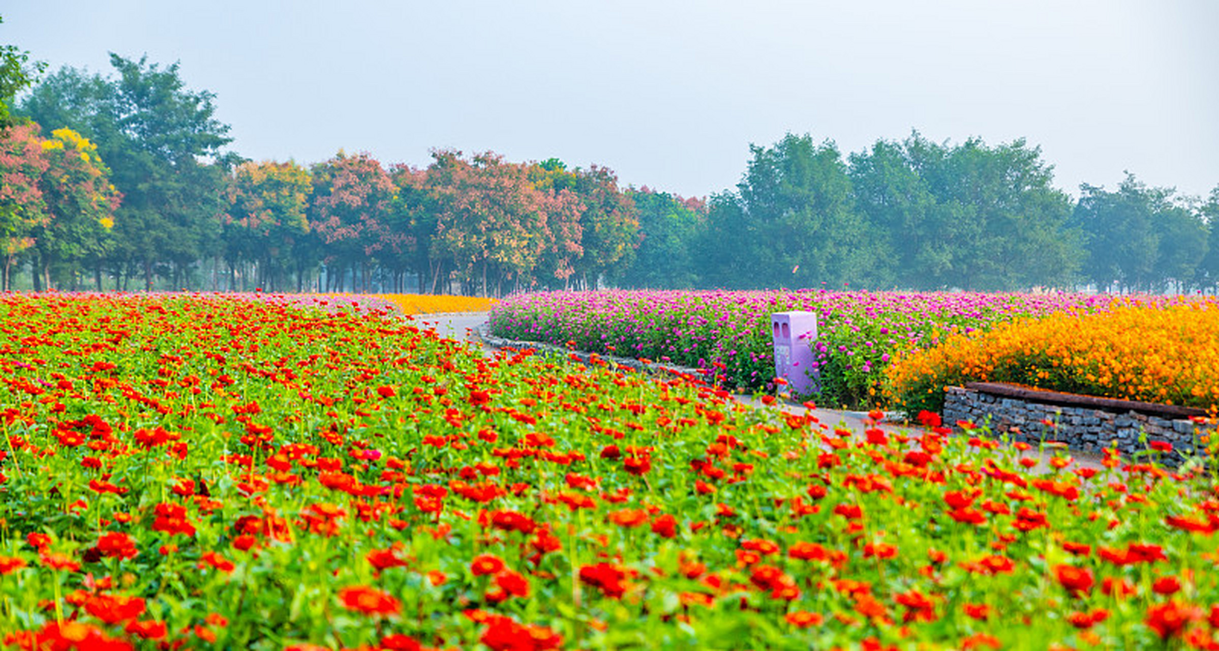 成都免费的花海景区图片