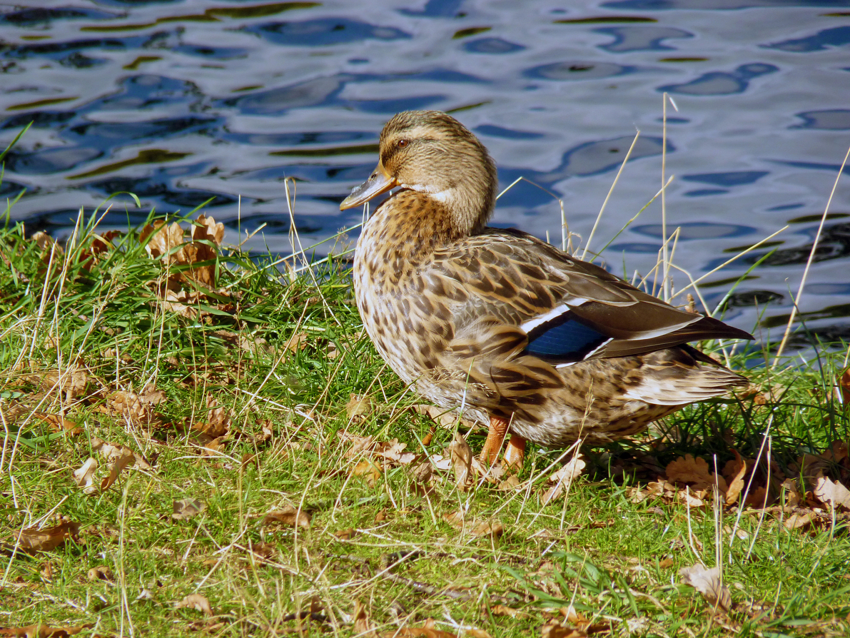 小野鸭是杂食动物,吃水生植物,浮游生物,昆虫和小鱼等.