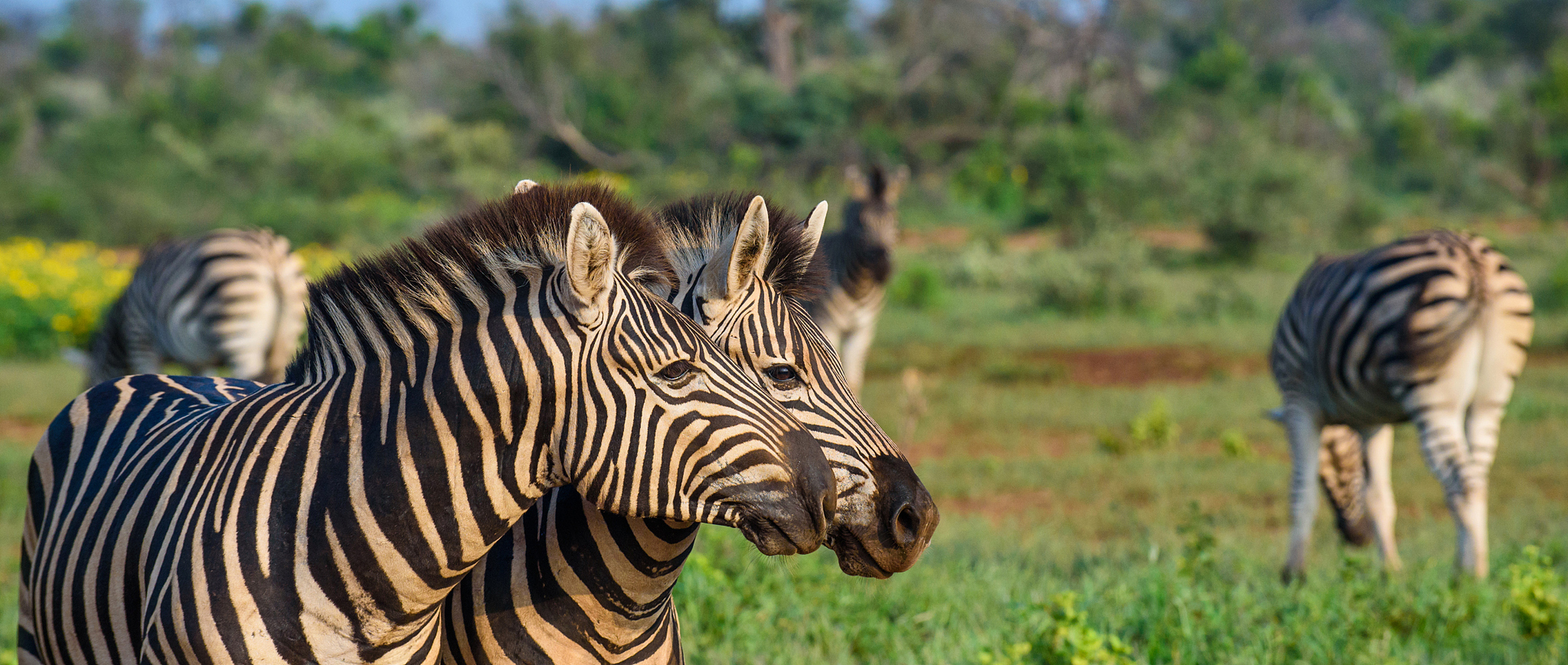 动物世界#动物世界# 是一个奇妙而多样化的世界,其中充满了各种奇妙的