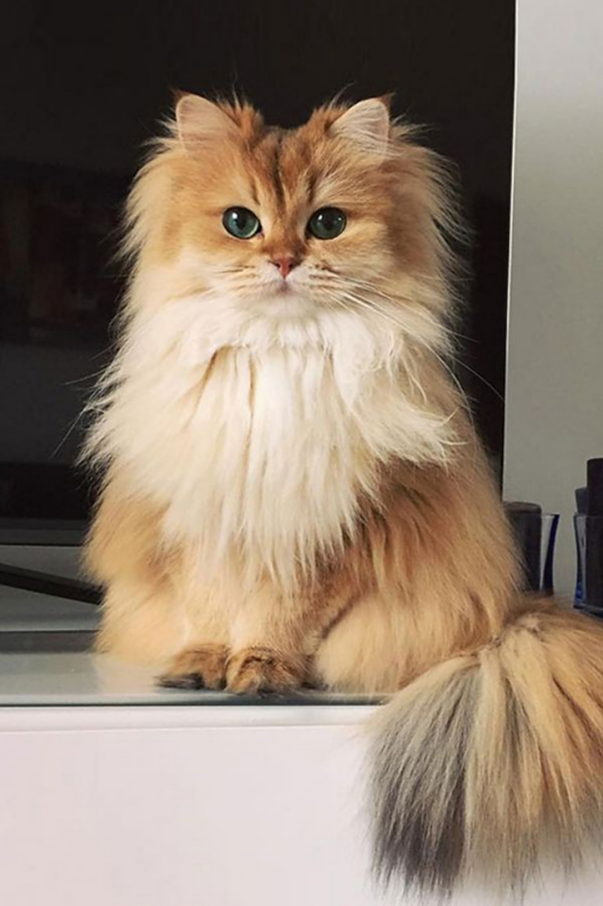 狮子猫产于山东省临清县,所以也叫临清狮子猫,狮子猫的颜值非常的出众