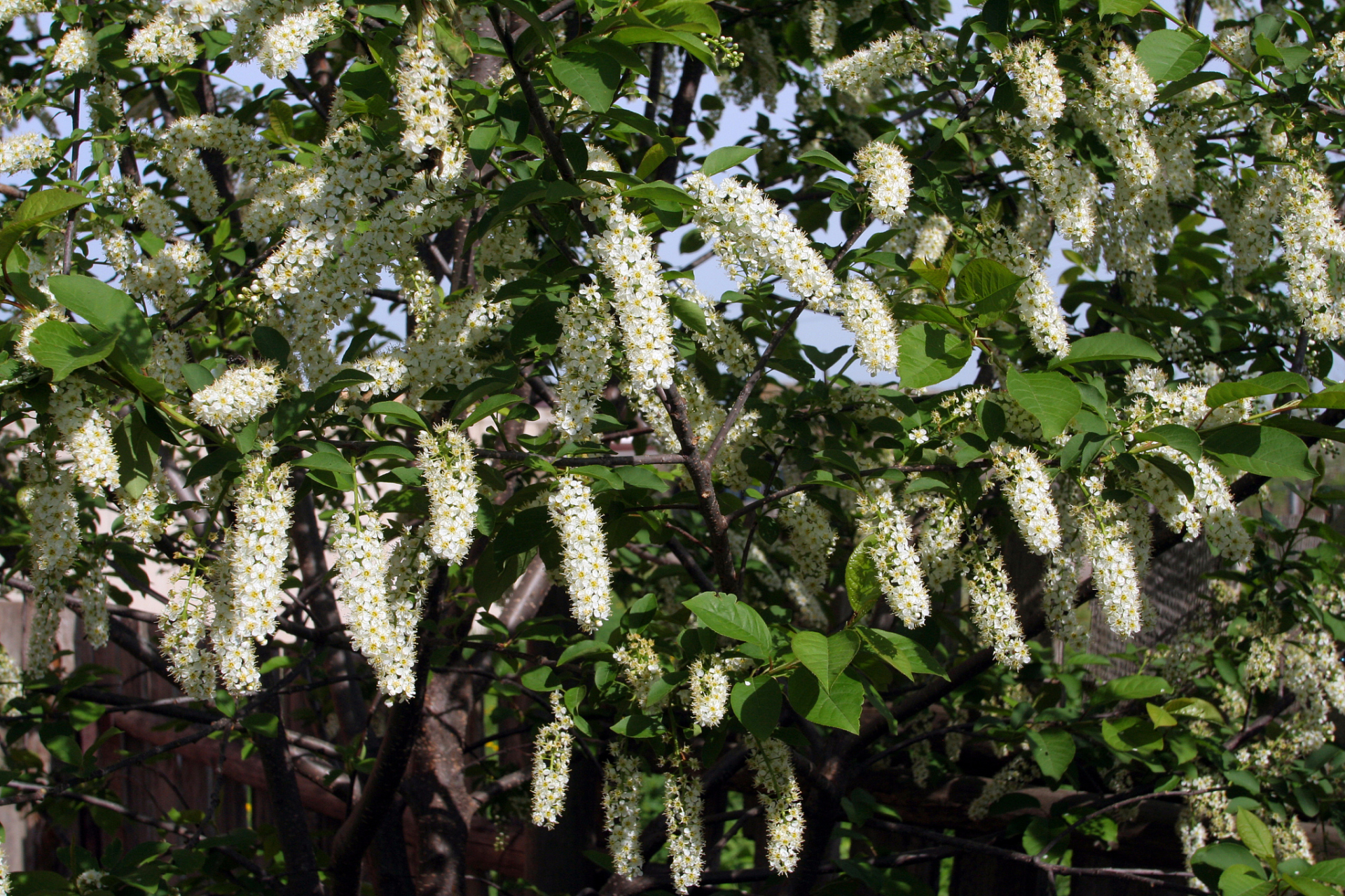 段树雪蜜是一种以段树花为原料制作的蜂蜜,色泽深邃,口感独特,营养