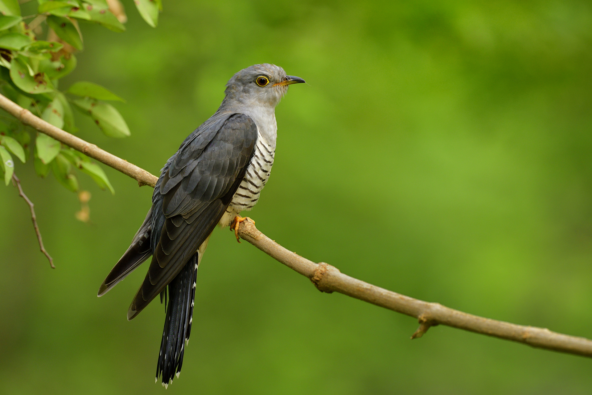 杜鹃鸟象征着爱情,永恒与美丽,其鸣叫声和艳丽的羽毛备受人们喜爱.