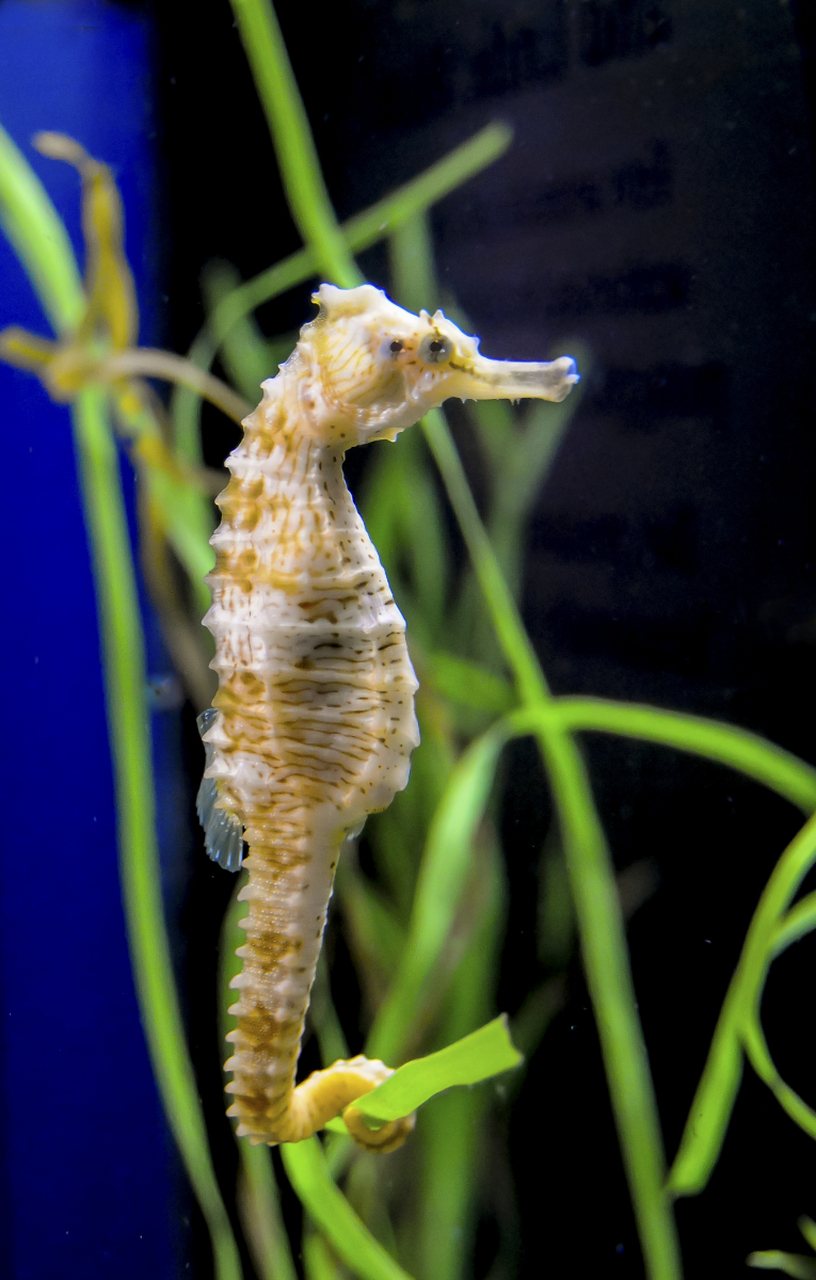 海马爸爸能够生宝宝是因为它们拥有一个特殊的育儿袋,能保护受精卵并