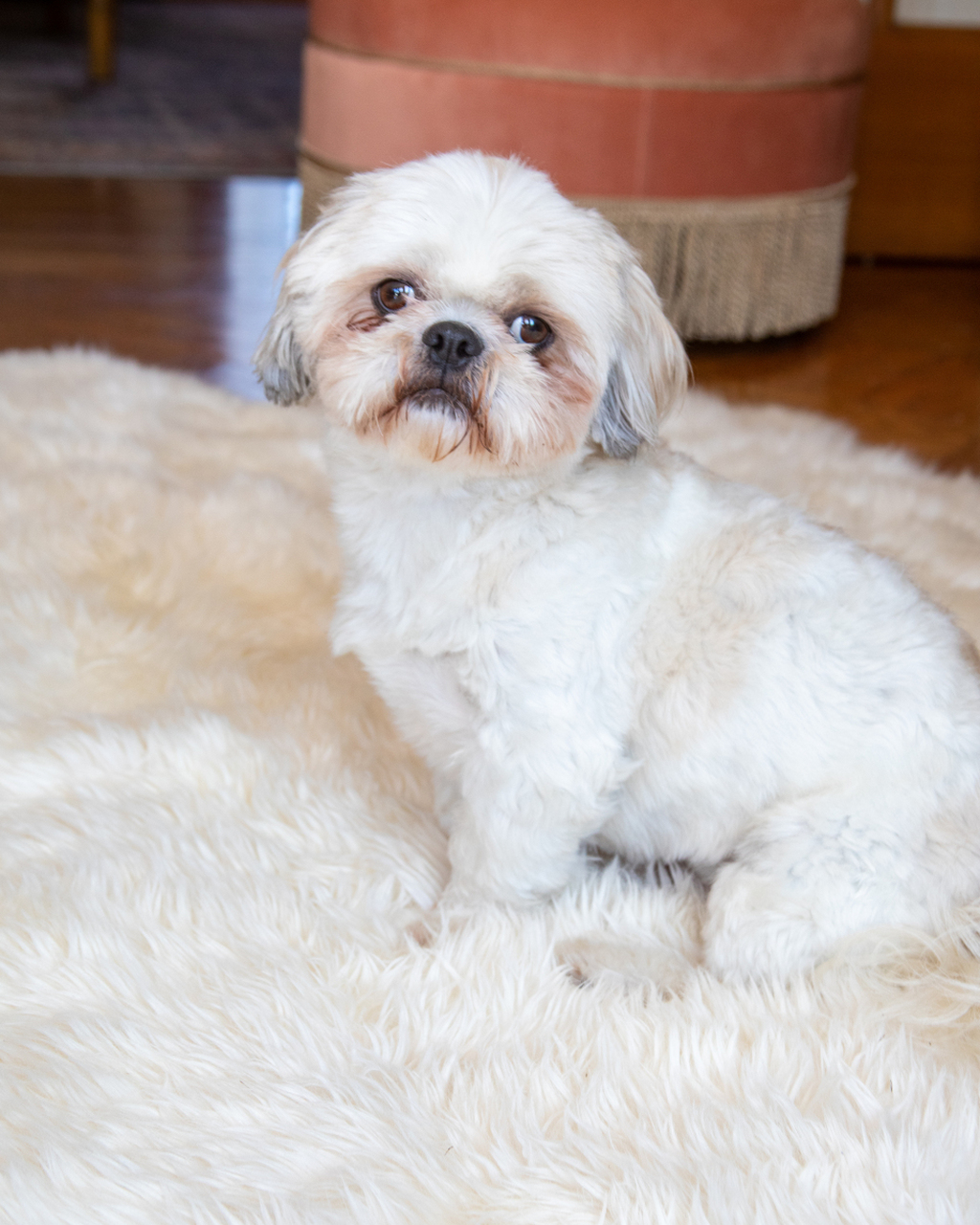 马尔济斯和约克夏是两种温顺,易于训练的小型犬.