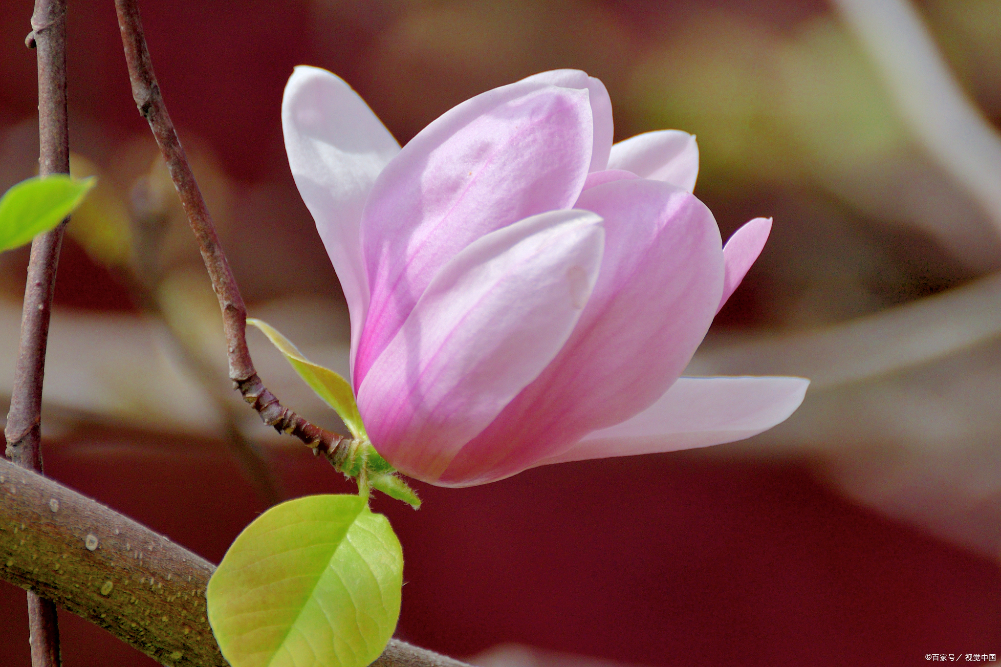 中国名贵的紫玉兰,在中国观赏价值极高,是中国花卉界的骄傲