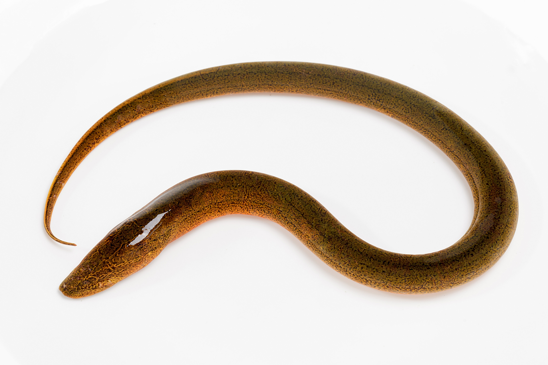 [原文:泥鳅和黄鳝的区别]