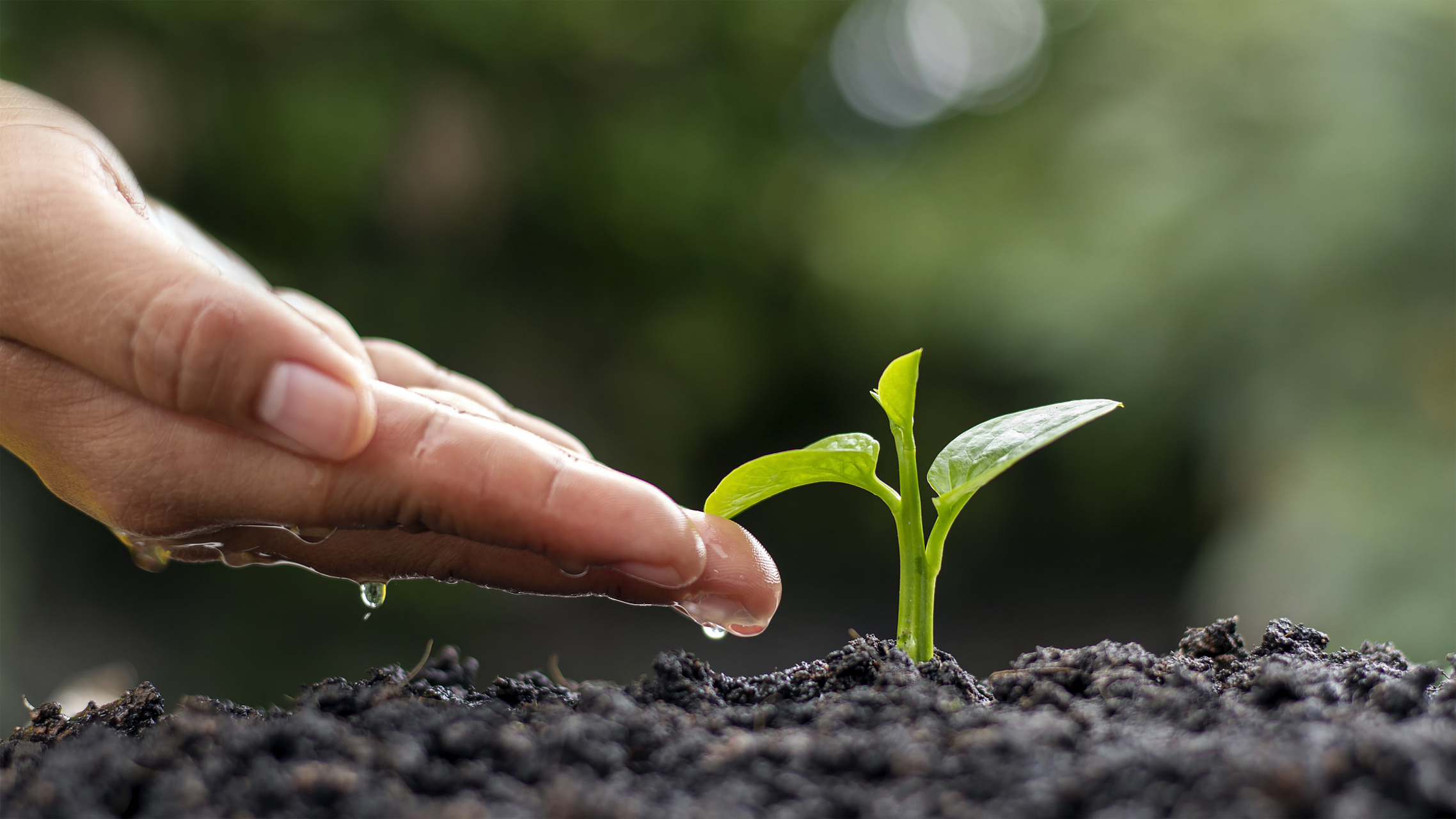 心智成熟的父母,如同智慧园丁般呵护孩子内心的幼苗.