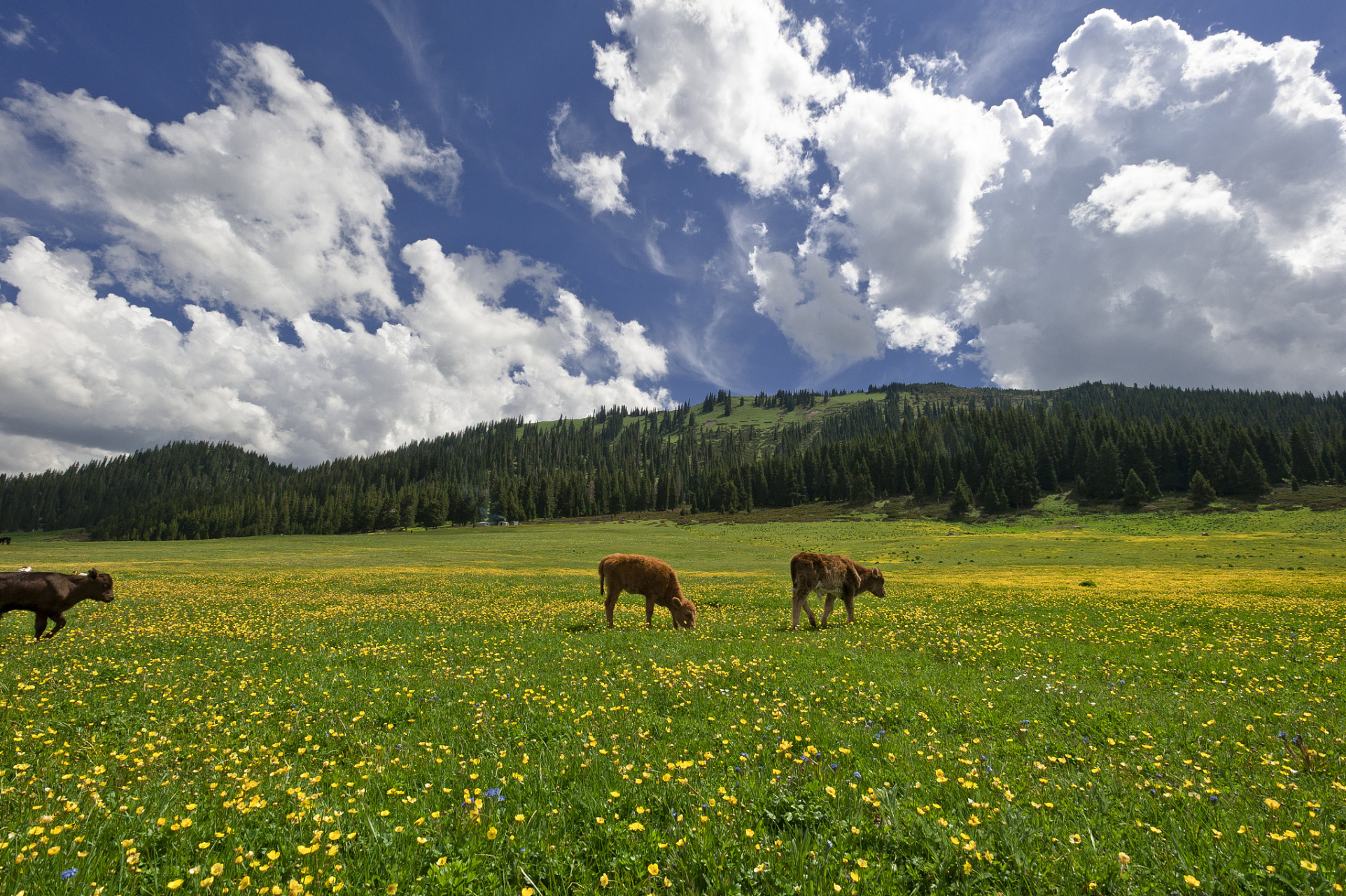 草原面积达到5万余亩,是集牧区,旅游区,科研区于一体的综合性草原